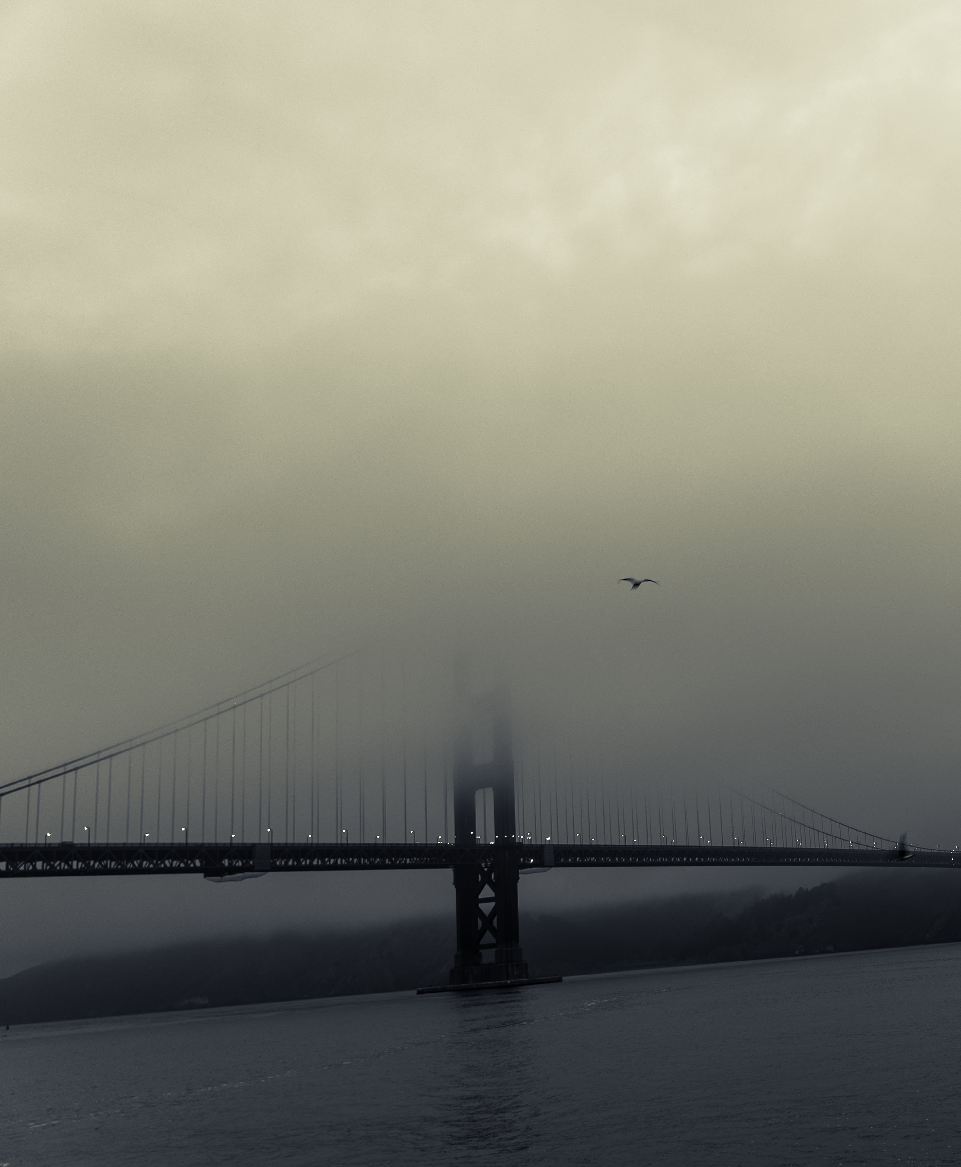 4K, vertebrate, outdoors, bird, transportation, animal themes, california, sf, architecture, waterfront, flying, bridge - man made structure, adventure, Phone HD Wallpaper
