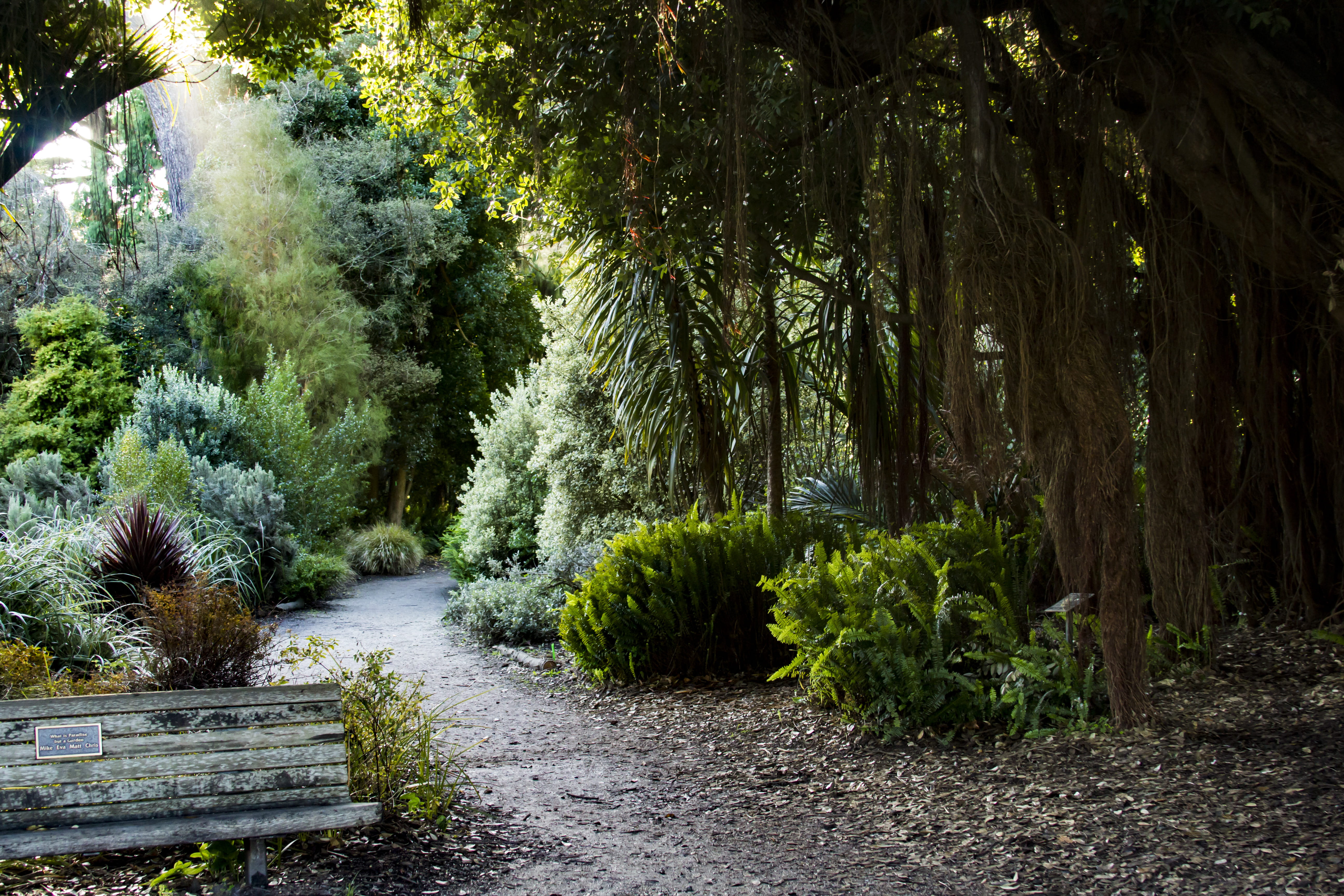 outdoors, flowing water, 5K, direction, magic, united states, nature, plant, no people, non-urban scene, green color, golden gate park, sf, tranquil scene, HD Wallpaper