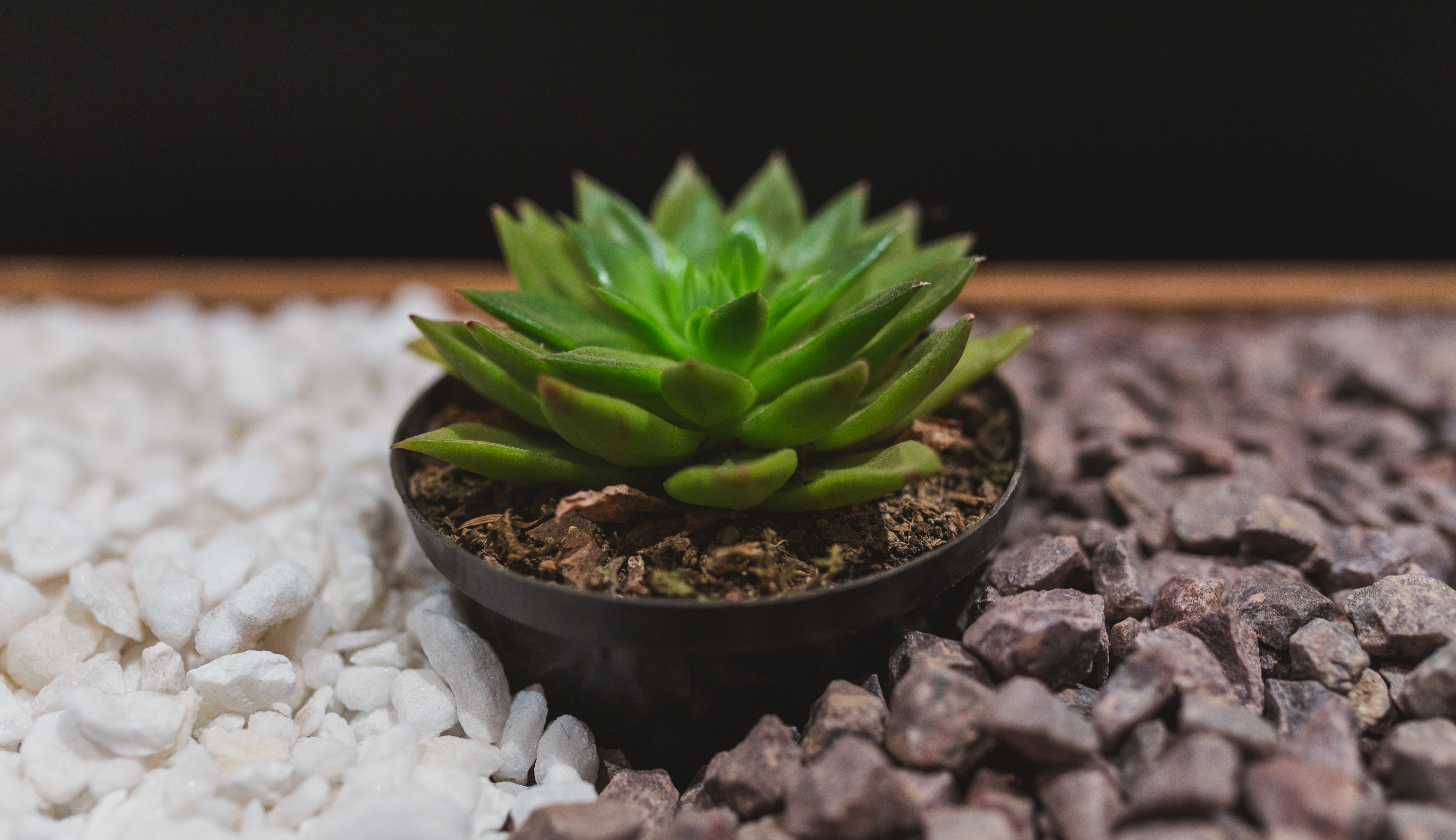 leaf, small, brown and white, freshness, growth, outdoors, flower pot, botany, plant part, sacculent, no people, pebble, beginnings, stone, solid, succulent plant, HD Wallpaper
