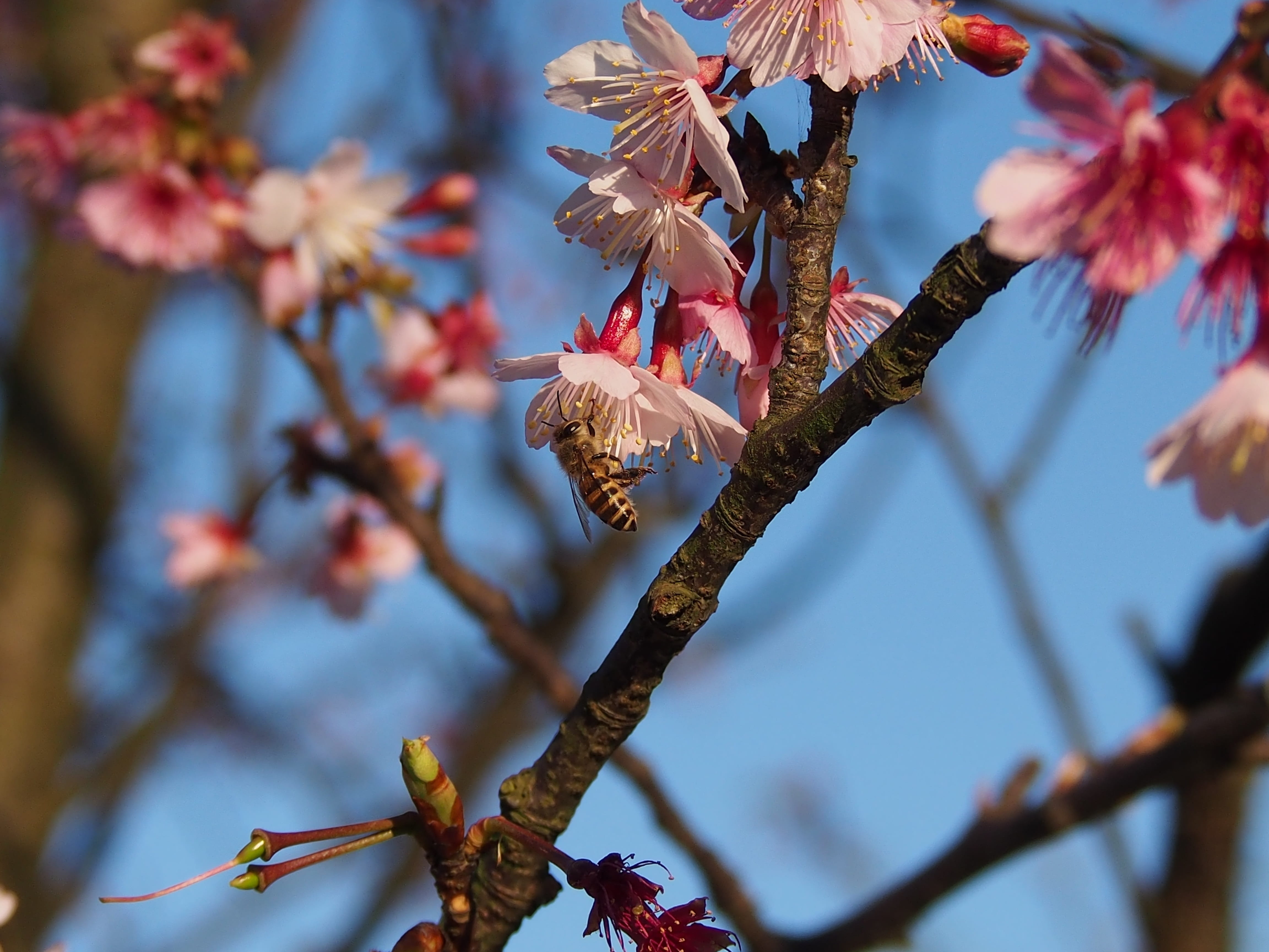 cherry tree, freshness, fragility, plum blossom, vulnerability, plant, no people, bee, flower head, growth, close-up, branch, beauty in nature, cherry blossom, HD Wallpaper