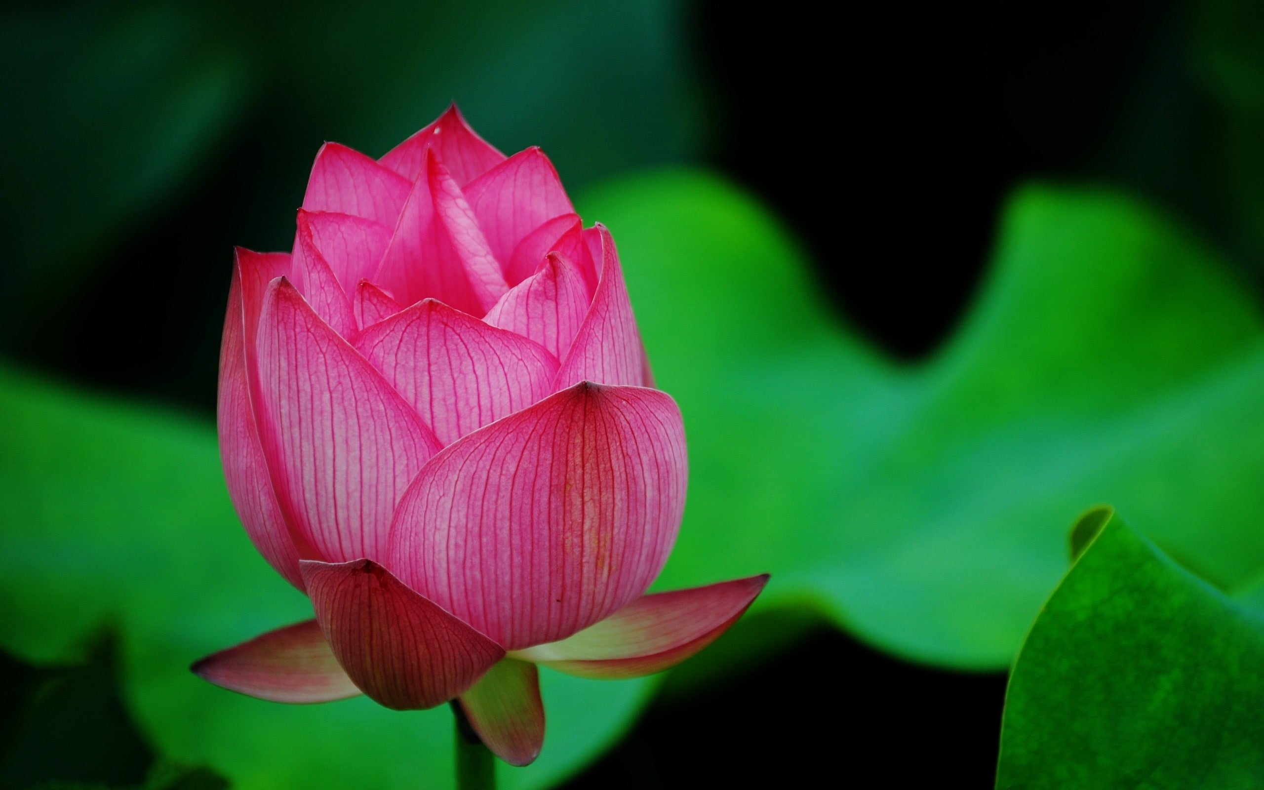pink, Red, 2K, Macro, Lotus, HD Wallpaper