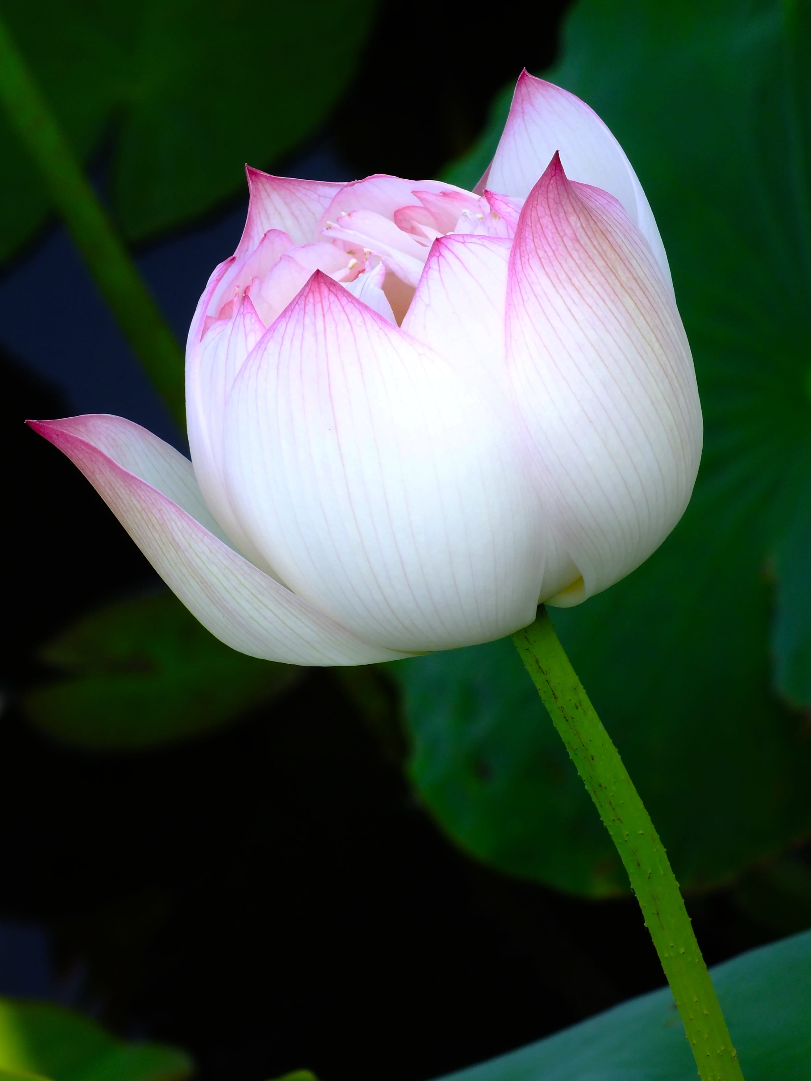 growth, plant stem, springtime, romantic, lotus, photo, material, 2K, leaf, petaled, flower, fragility, inflorescence, lily, nature, pink red, closeup, Phone HD Wallpaper