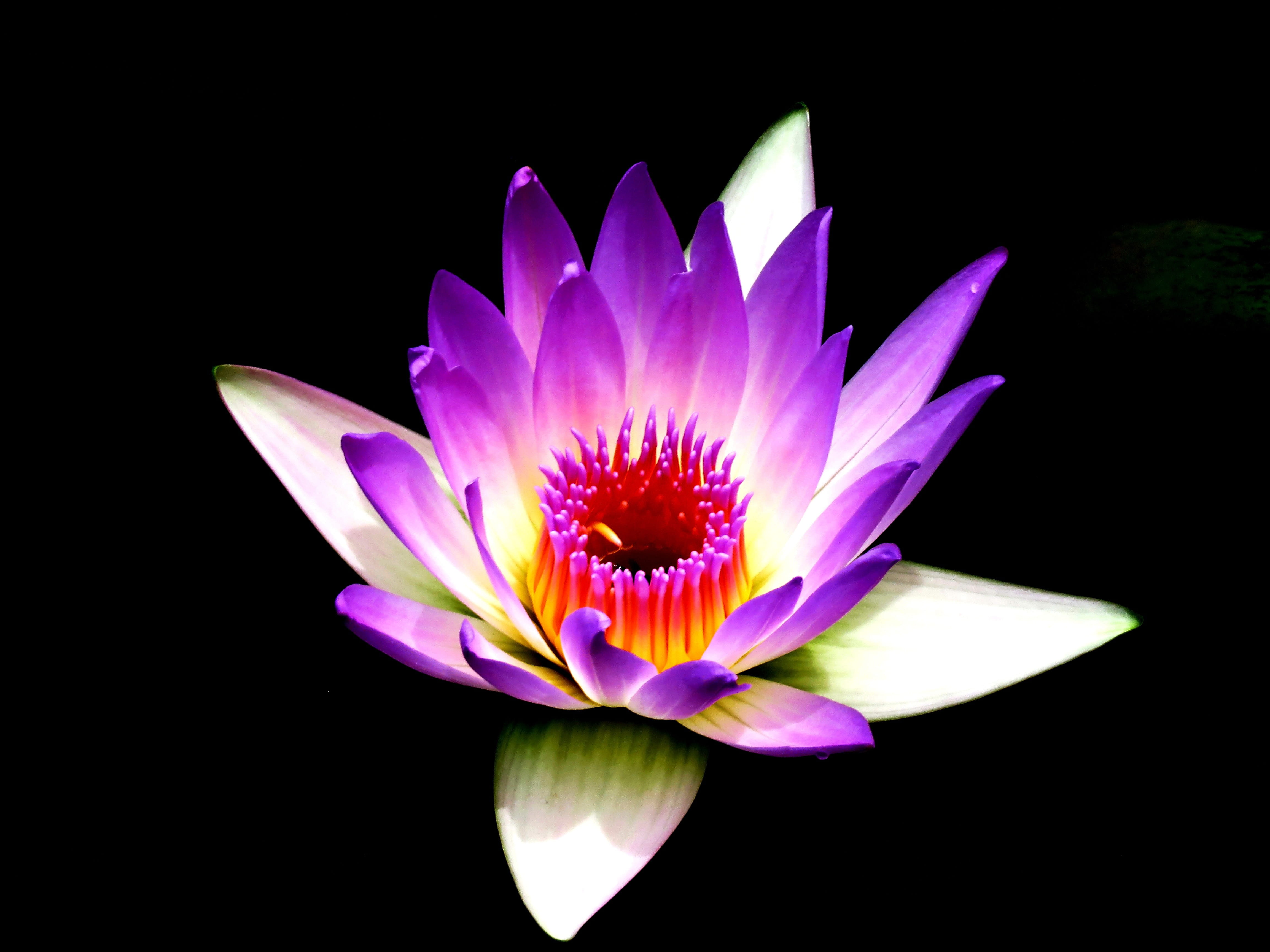 bright, fragility, studio shot, blooming, close, inflorescence, plant, photography, water lily, lotus water lily, petal, macro, botanical, pink, closeup, HD Wallpaper