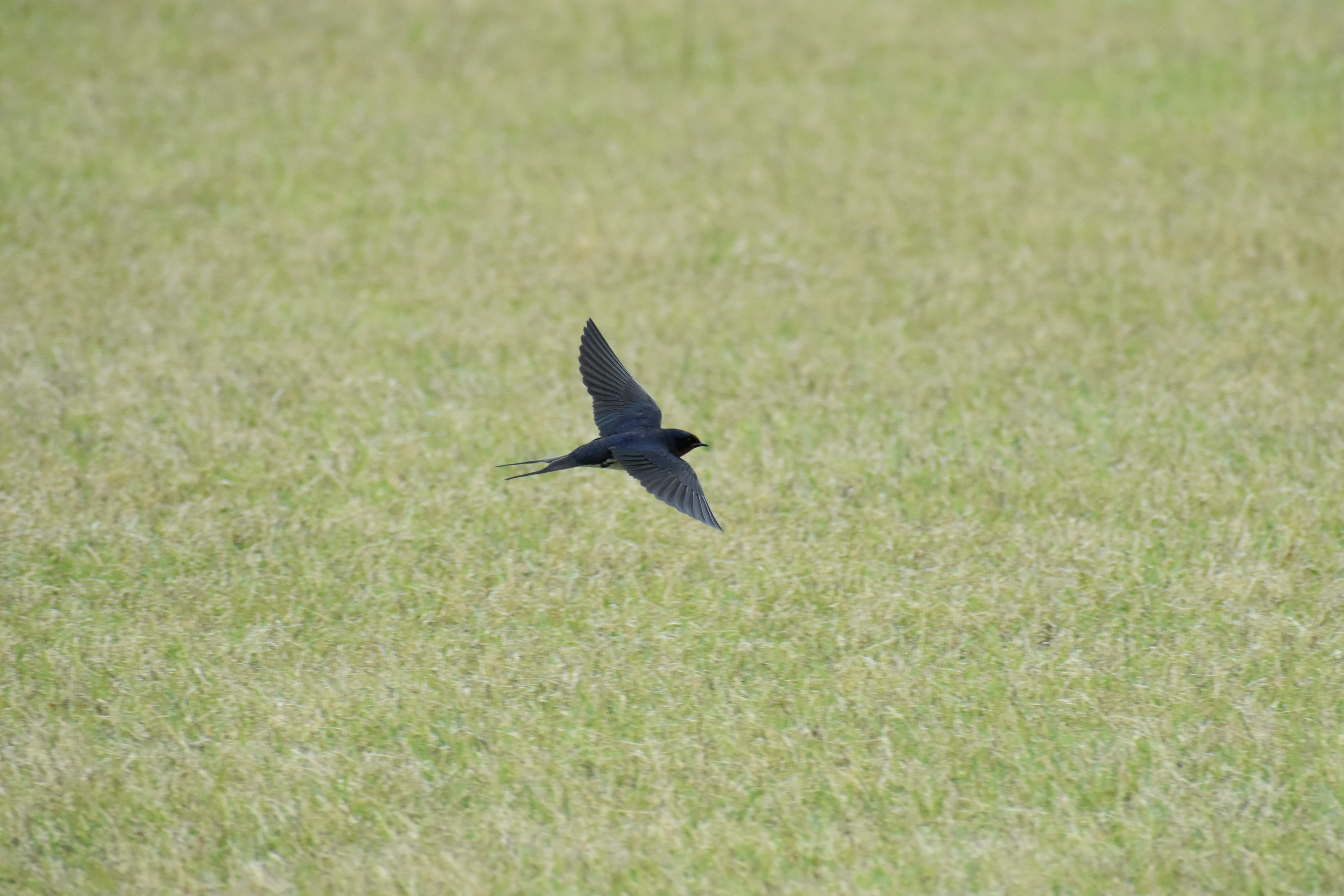 feathers, yan, plant, bird, motion, mid-air, wild animal, animals in the wild, swallow, day, flight, hi-speed, animal, lawn, field, spread wings, park, HD Wallpaper