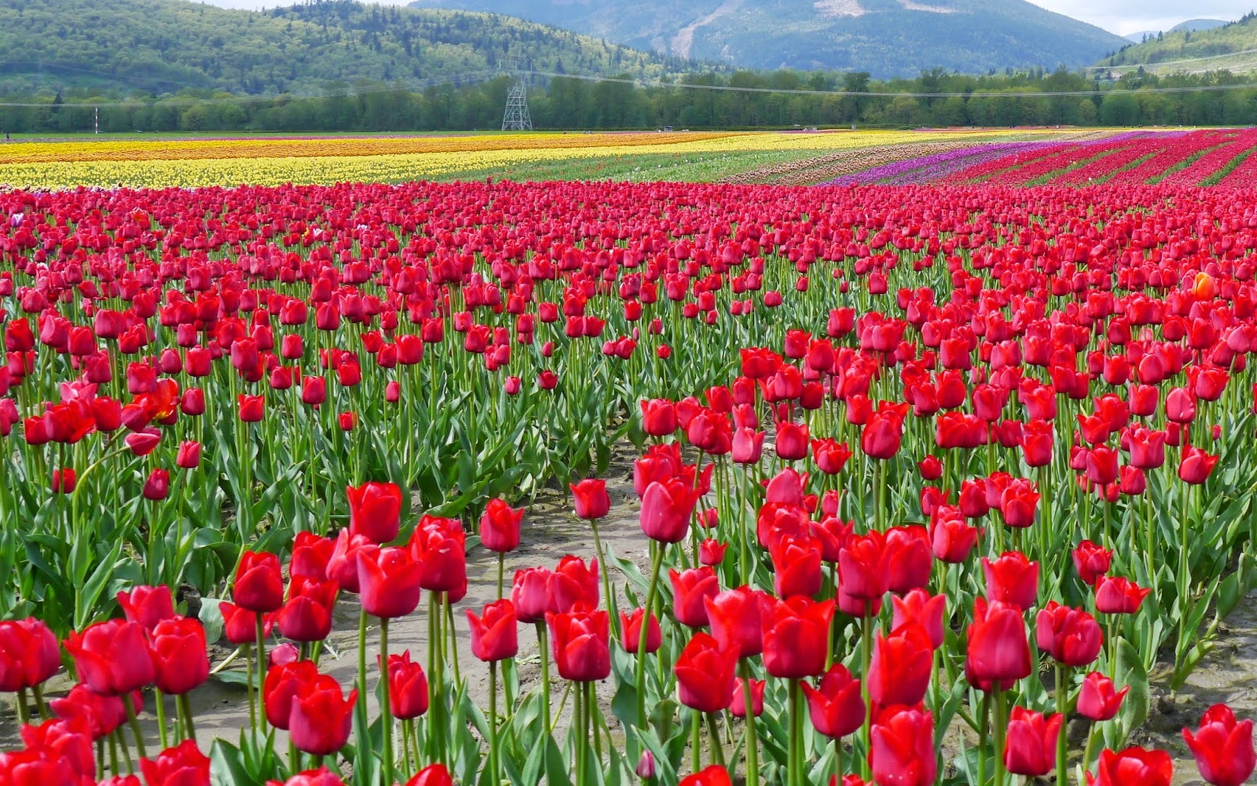2K, flowers, images, hd, HD Wallpaper