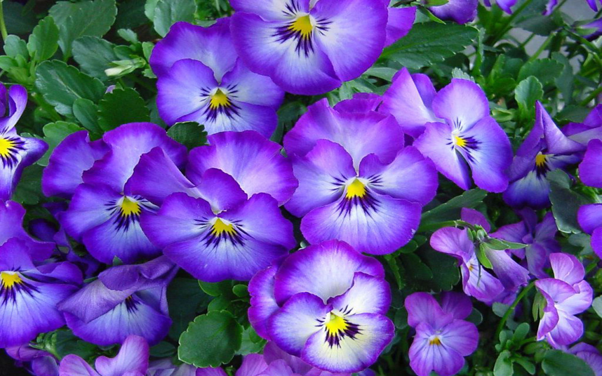 pansies, hd, 1080P, flowers, vioetovi, desktop, HD Wallpaper
