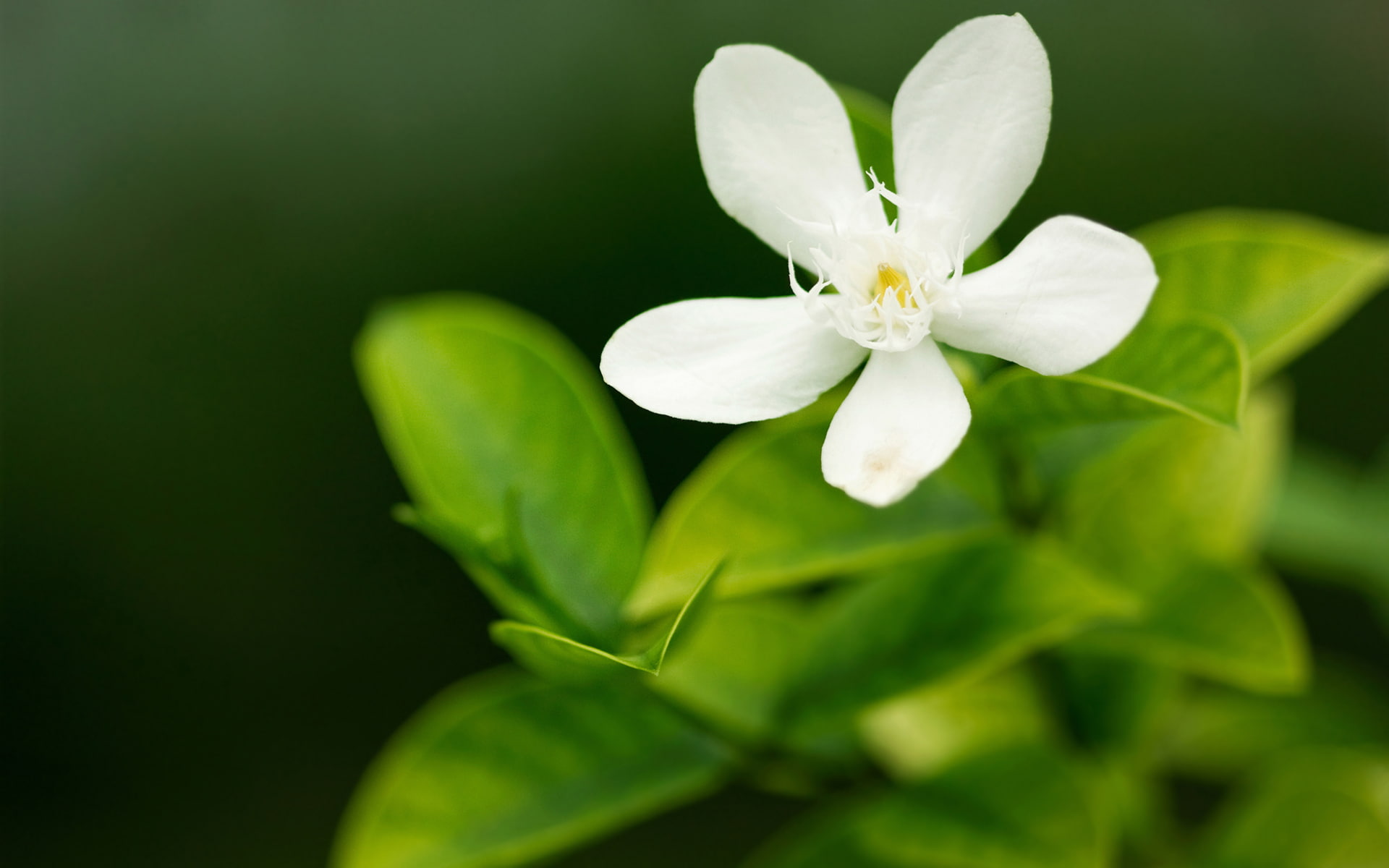 petal, 1080P, vulnerability, macro, green color, flowers, white, no people, citrus, screensavers for your desktop, day, pollen, free download, HD Wallpaper