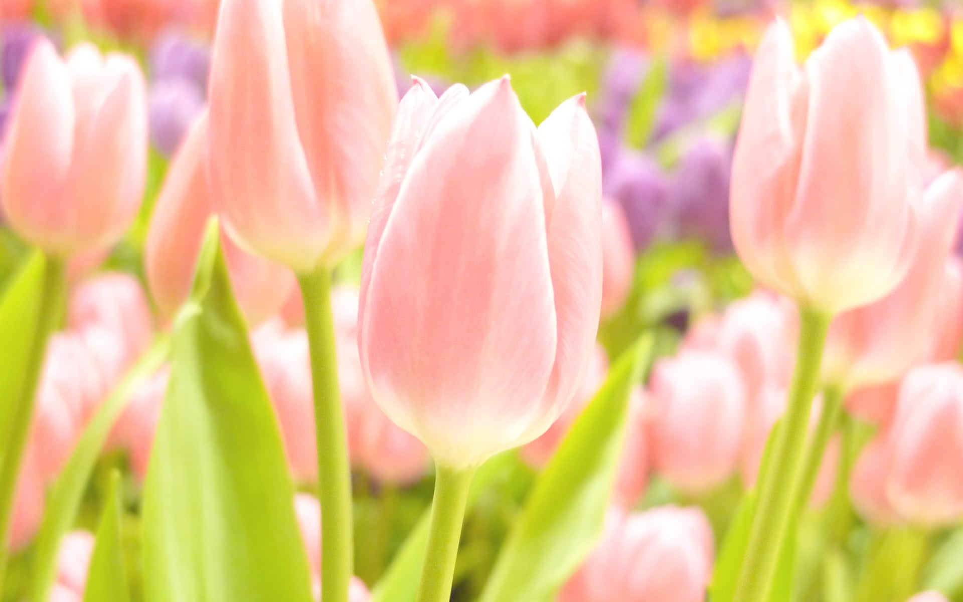 white, summer, tulip, growth, bokeh photo, pink Color, purple, flowers, flowering plant, softness, freshness, fragility, leaf, vulnerability, HD Wallpaper