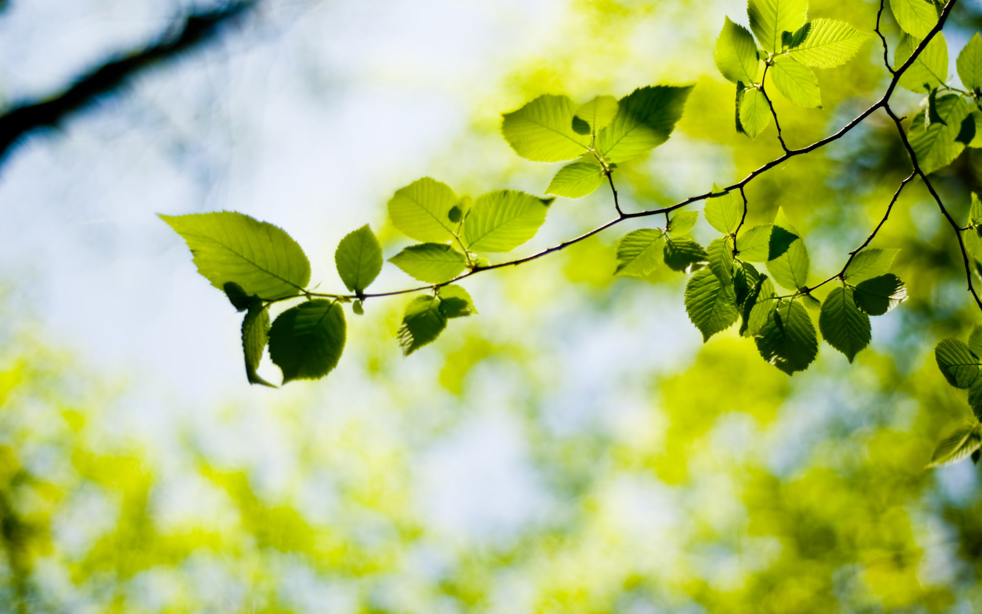 widescreen, download, leaves, selective Focus, focus on foreground, woodland, leafed, copy Space, no People, green, season, abstract, HD Wallpaper