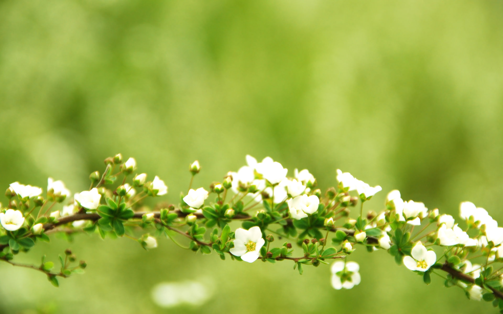 branches, 1080P, the s, branch, screensavers for your desktop, download, flowers, green, for desktop, the best s for your desktop, flower, hd s, greens, HD Wallpaper