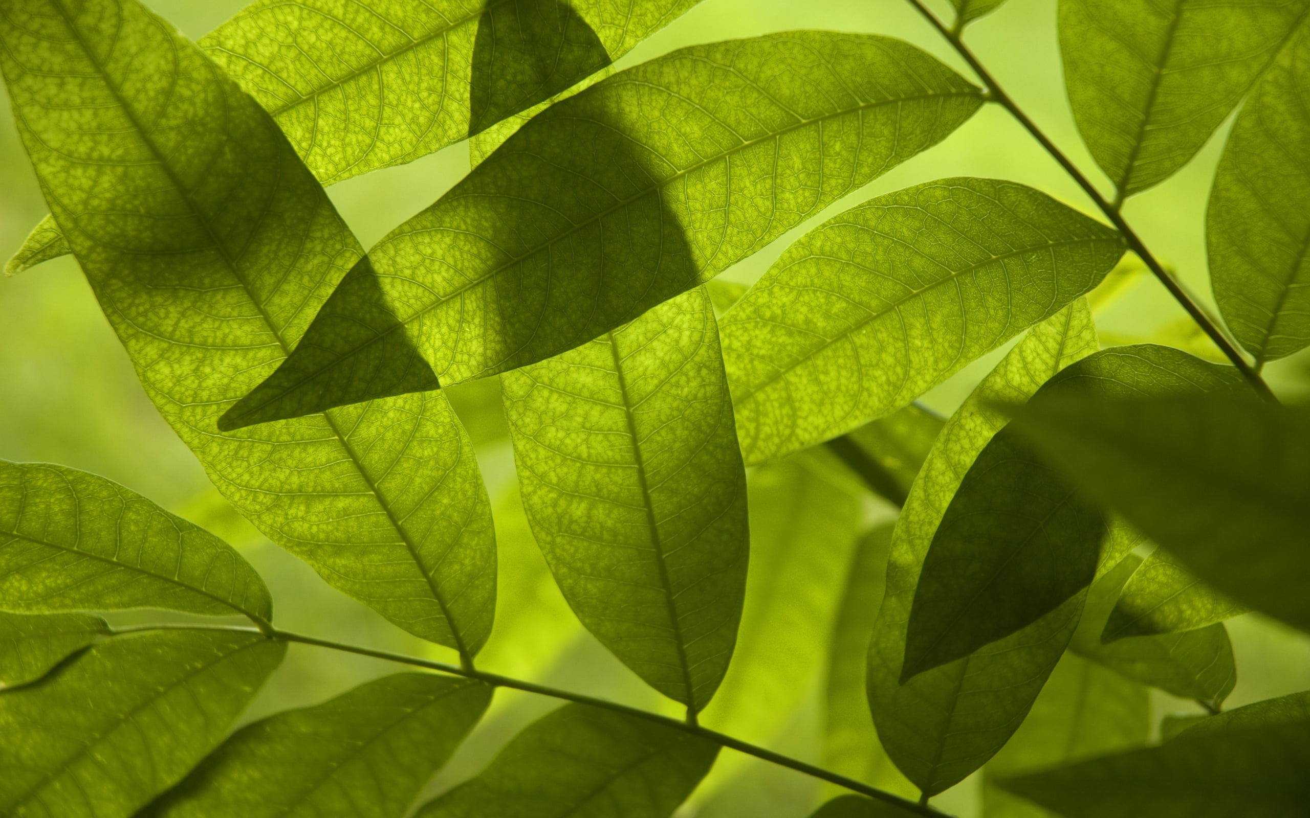 screensavers for your desktop, green macro, freshness, greens, summer, leaf, casting, green, the s, the best s for your desktop, for desktop, download, HD Wallpaper