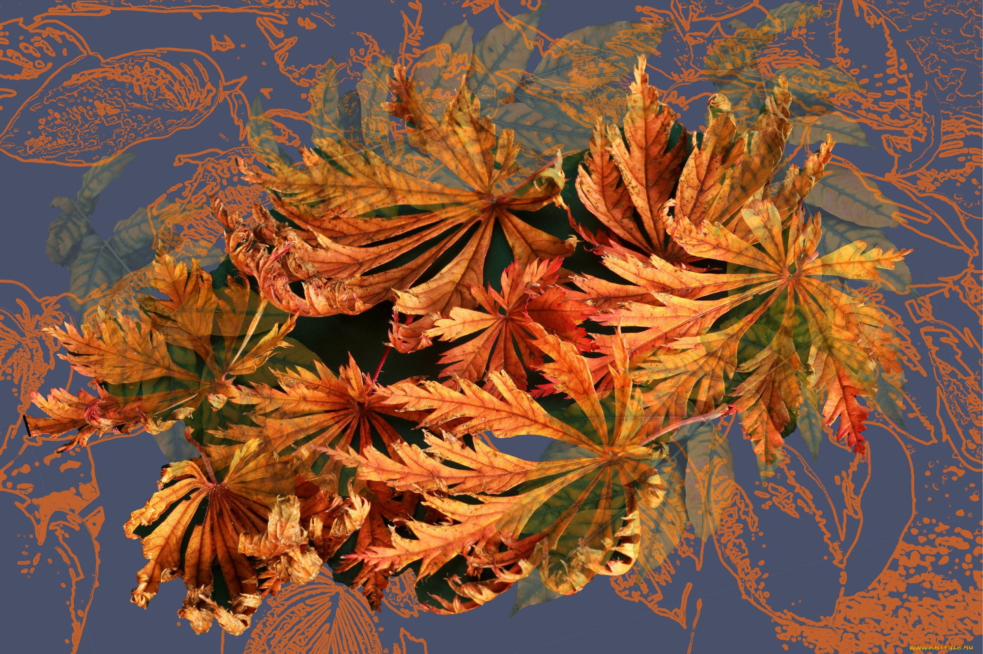 rendering, screensaver on your desktop, background, abstraction, 1080P, autumn leaves, collage, picture, autumn, fractal, HD Wallpaper