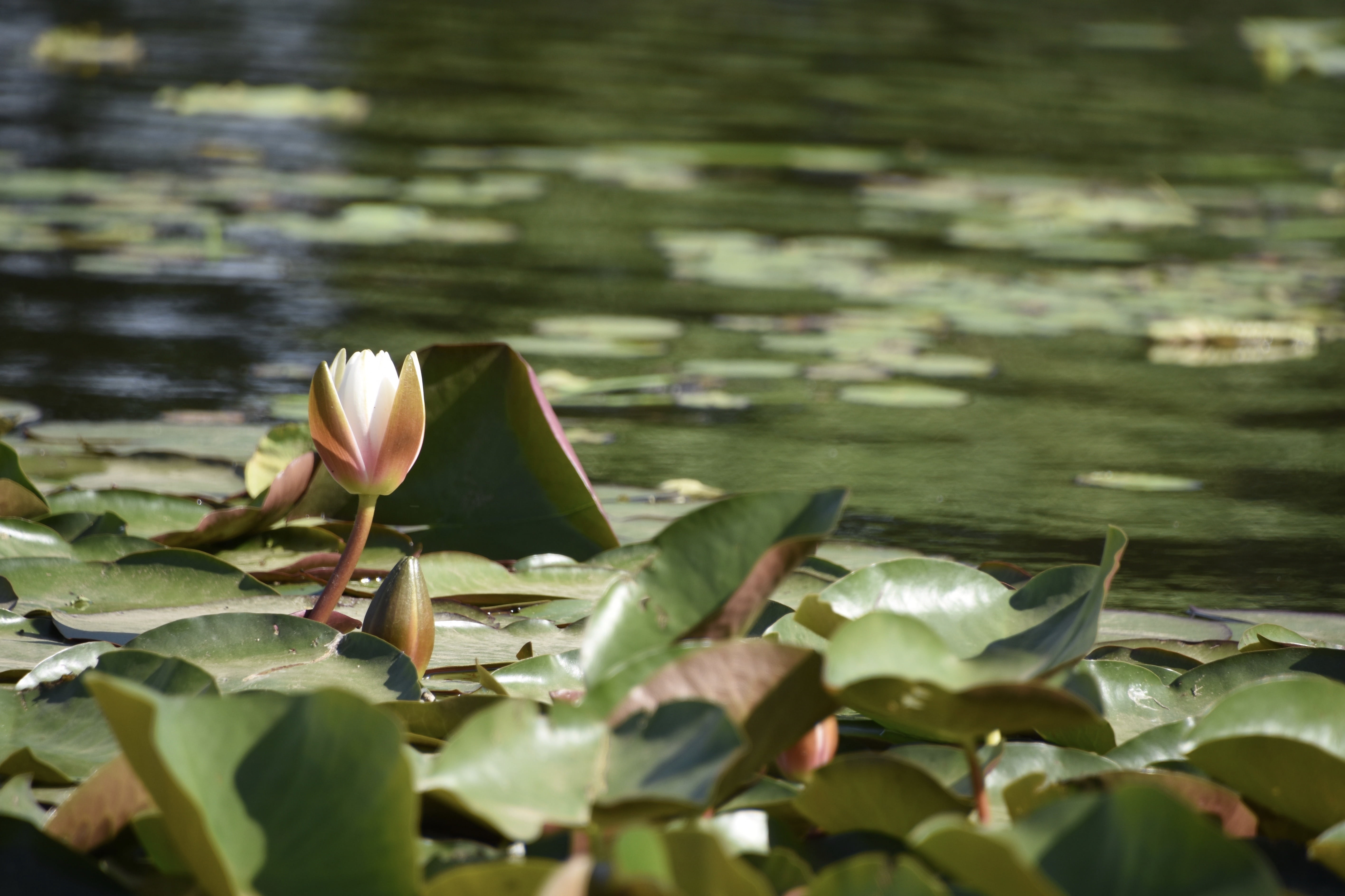 lotus, outdoors, leaf, water lily, vulnerability, lake, water, beauty in nature, flowering plant, 5K, wind scraped through the beijing, floating on water, HD Wallpaper
