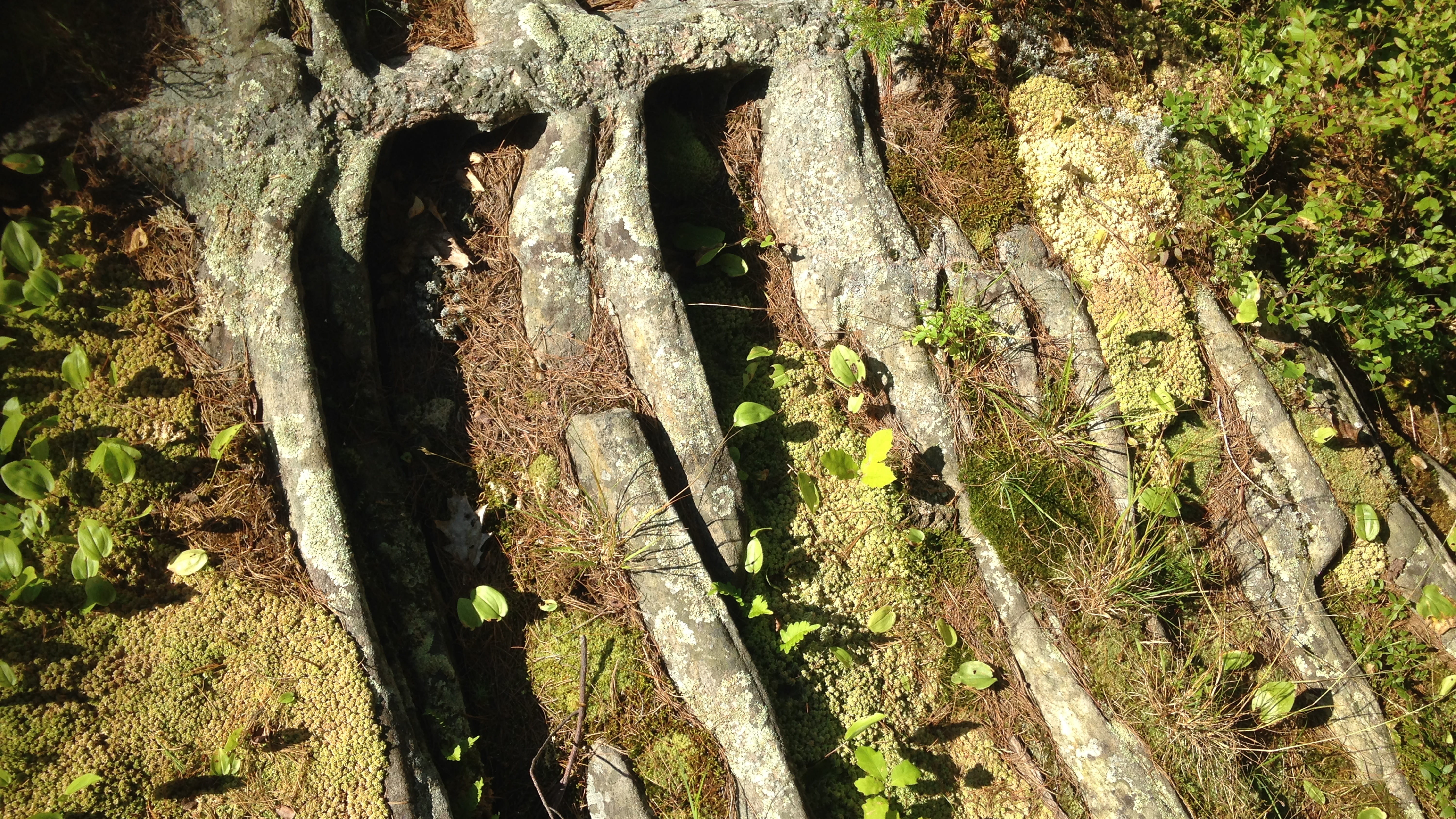 5K, forest, trunk, nature, tree trunk, tranquility, pink granite, moss, textured, canada, beausoleil island, beauty in nature, glacier, no people, rock, HD Wallpaper