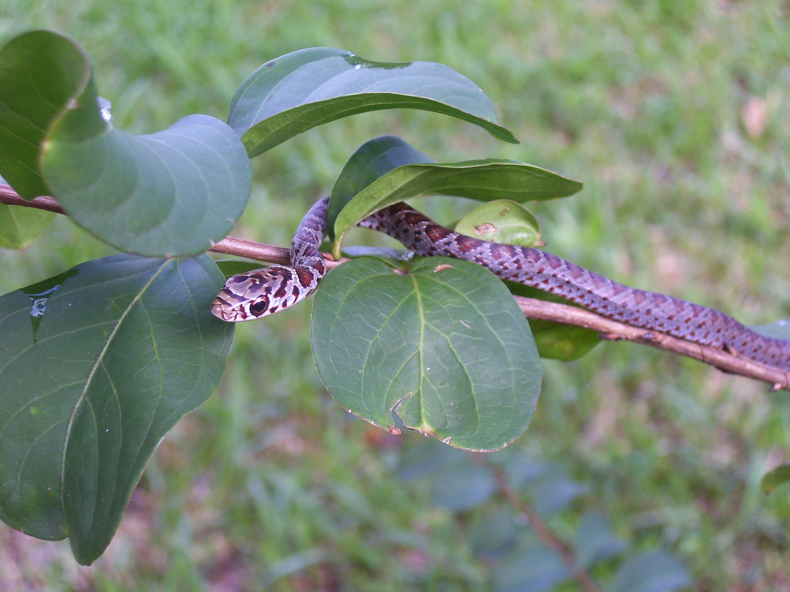 wildlife, flowering plant, Garter Snake, beauty in nature, outdoors, no people, growth, summer, insect, flower, food, 2K, day, Serpent, botany, animal, HD Wallpaper