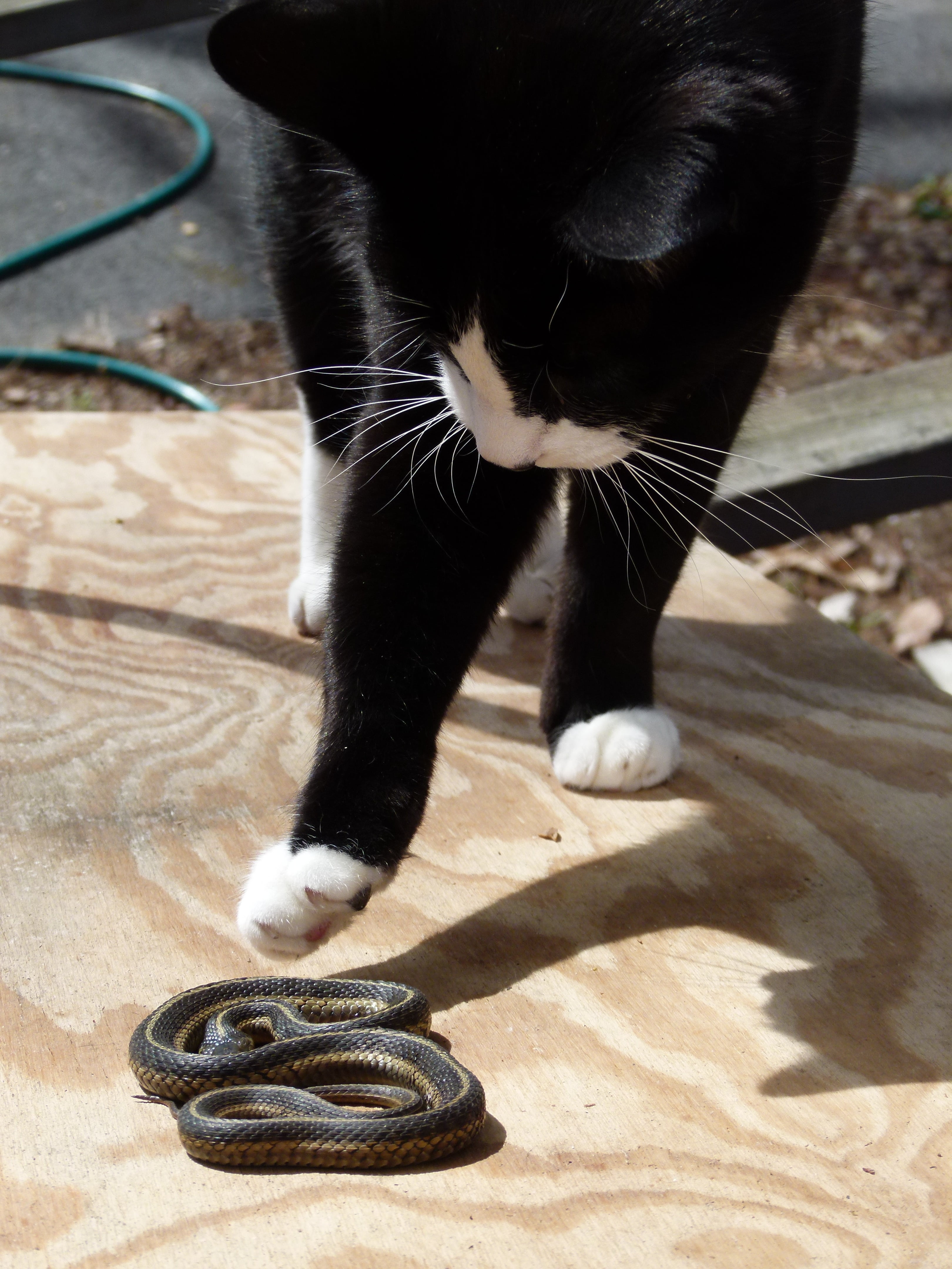 whisker, low section, hunter, snake, domestic, day, tuxedo, people, domestic cat, garter snake, animal leg, black color, tuxedo cat, animal body part, cat, Phone HD Wallpaper