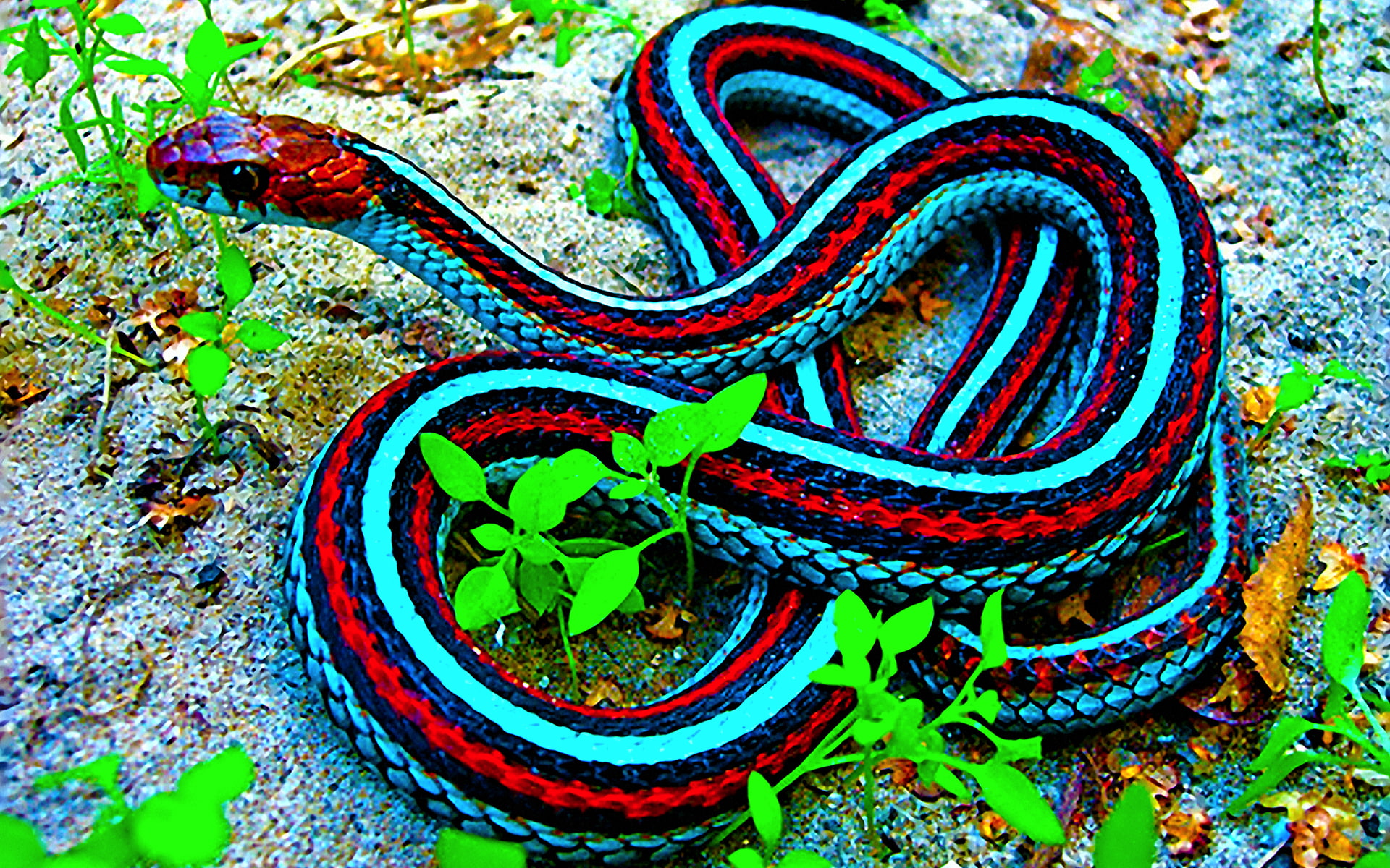 Reptiles, Snake, Garter Snake, 1080P, HD Wallpaper