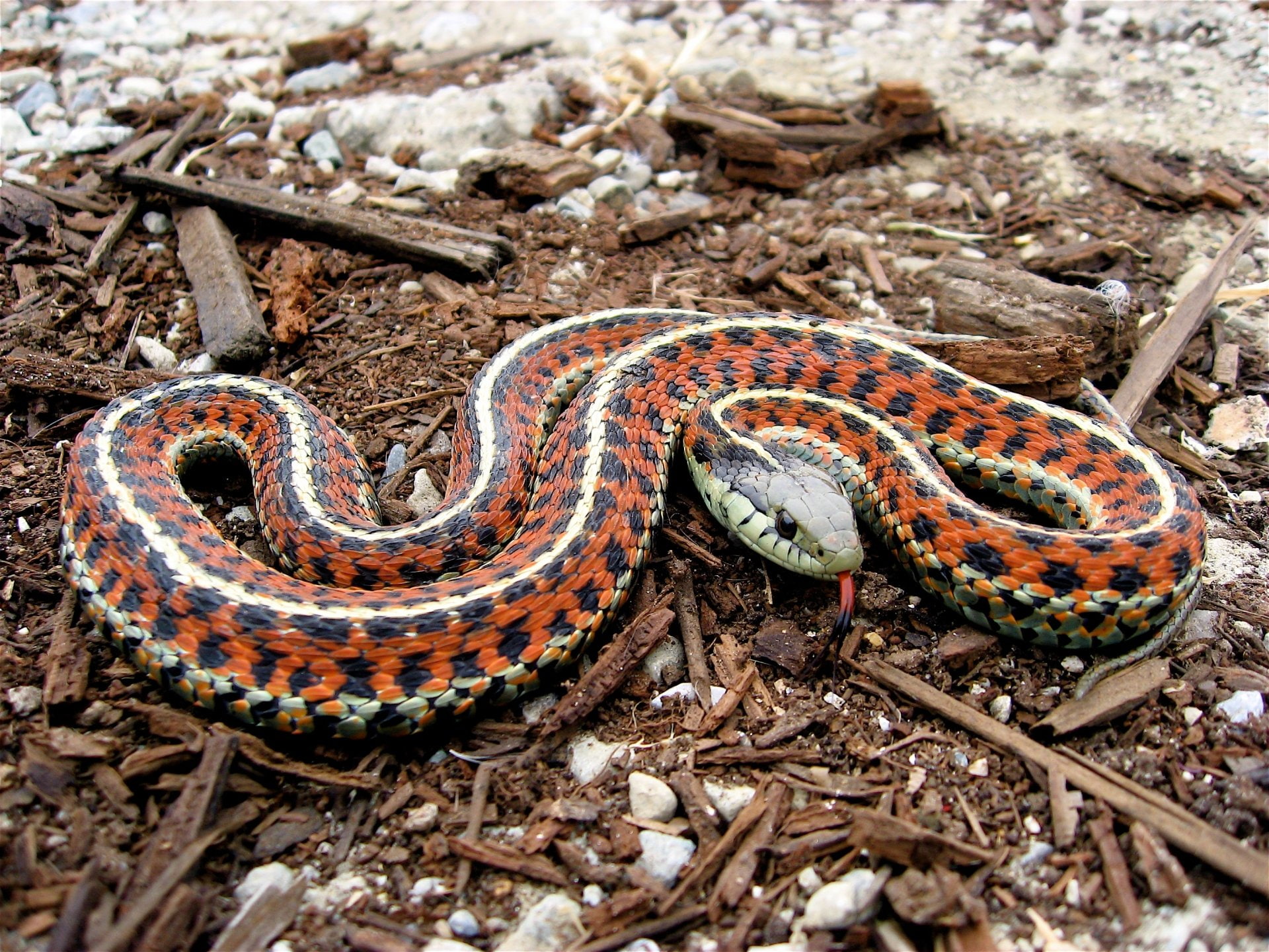 Reptiles, Garter Snake, 1080P, HD Wallpaper