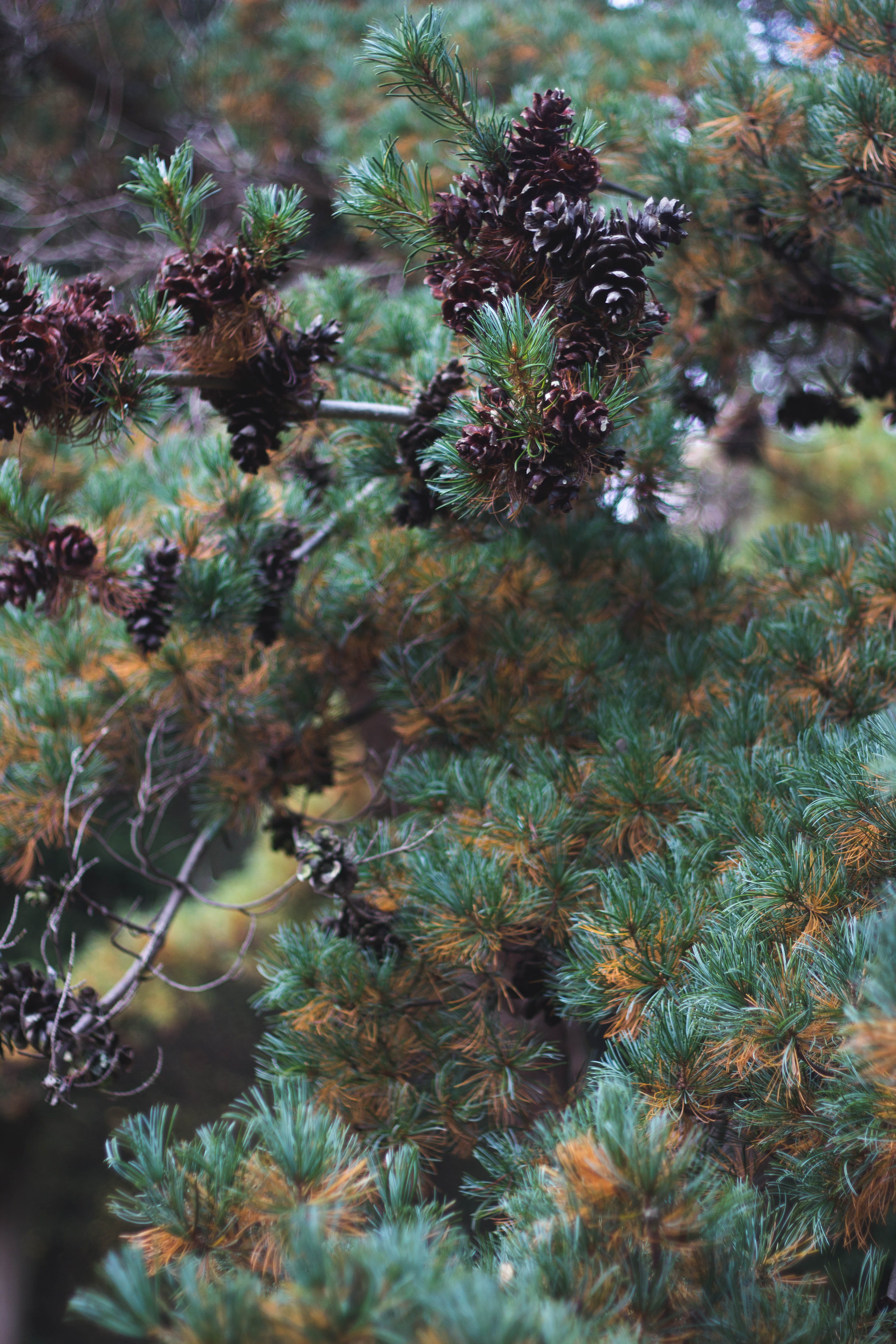 selective focus, trees, enfield, tranquility, day, field, nature, green color, 5K, pine cone, animals in the wild, no people, pine, full frame, coniferous tree, Phone HD Wallpaper