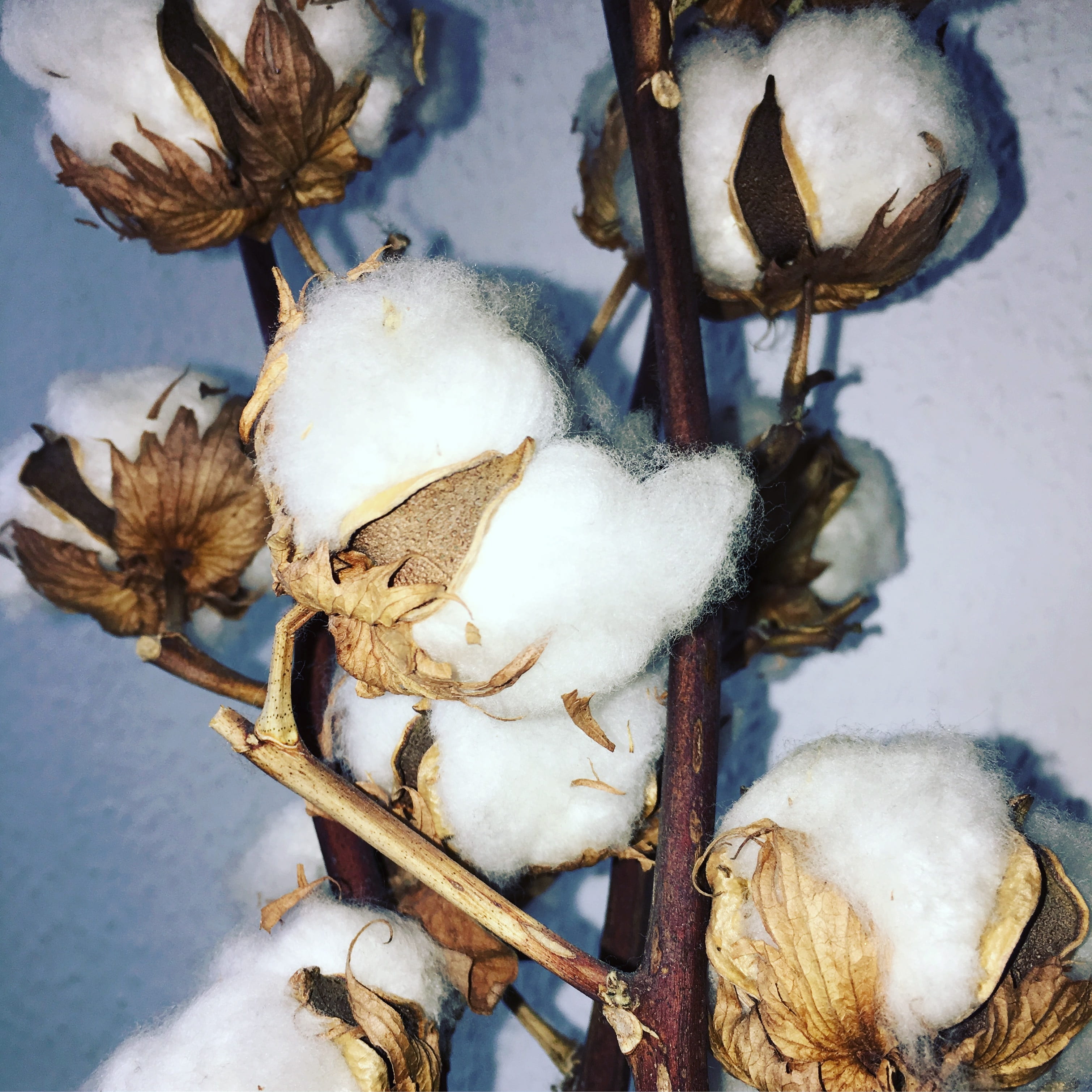 nature, winter, representation, wall - building feature, photo, hanging, cotton shrub, no people, cotton plant, snow, close-up, outdoors, cold temperature, Phone HD Wallpaper