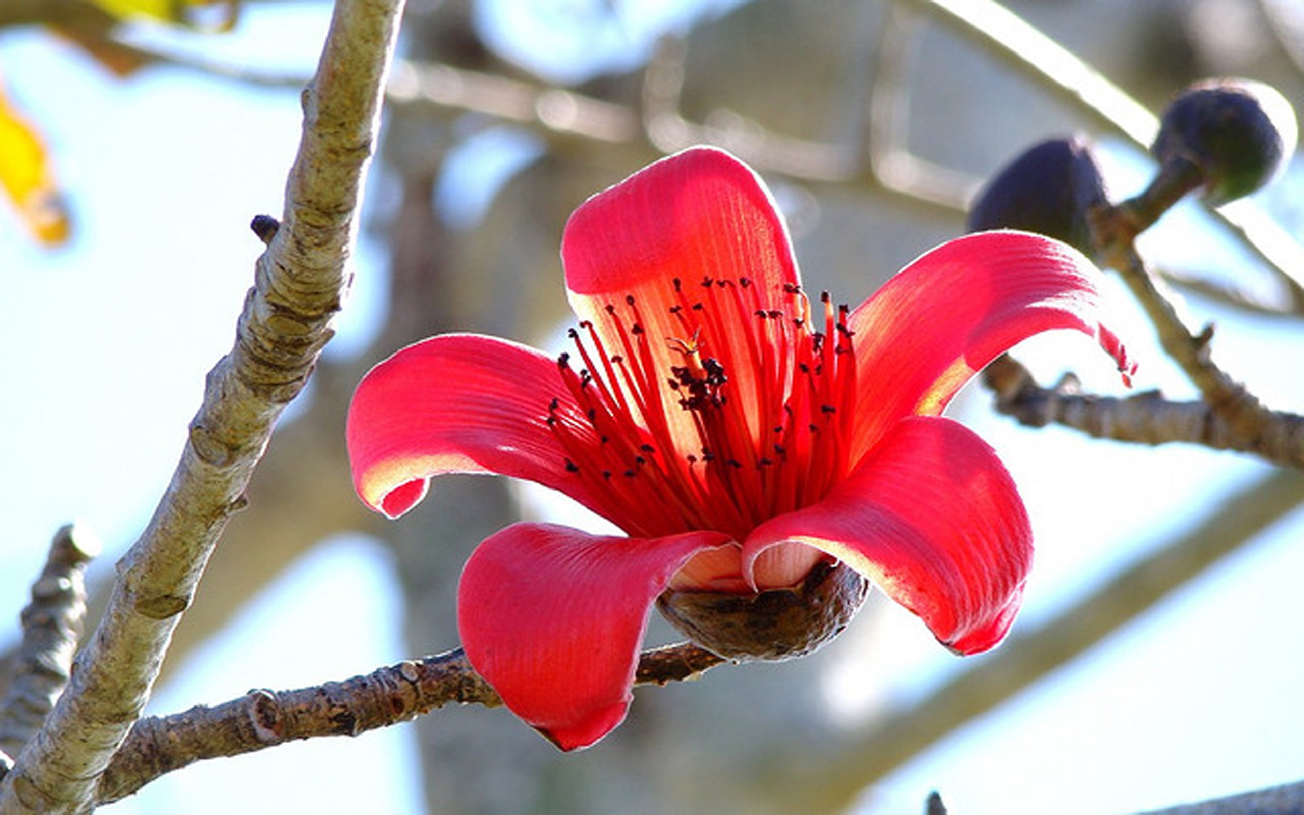 silk, 2K, bombax, tree, ceiba, cotton, red, HD Wallpaper