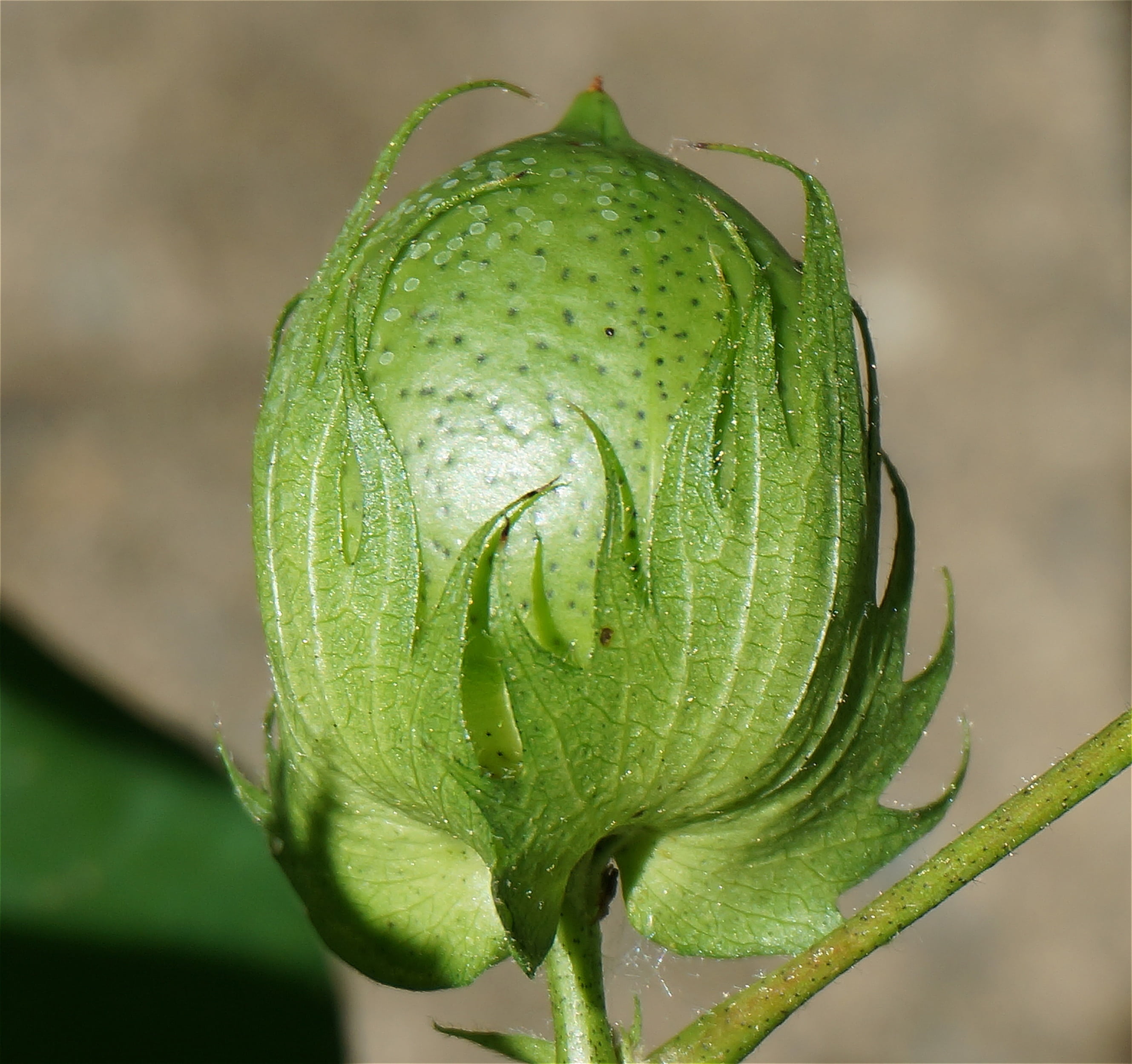 beauty in nature, plant part, cotton boll, day, drop, beginnings, no people, 2K, sepal, water, organic, leaf, nature, growth, green color, fragility, seed, HD Wallpaper
