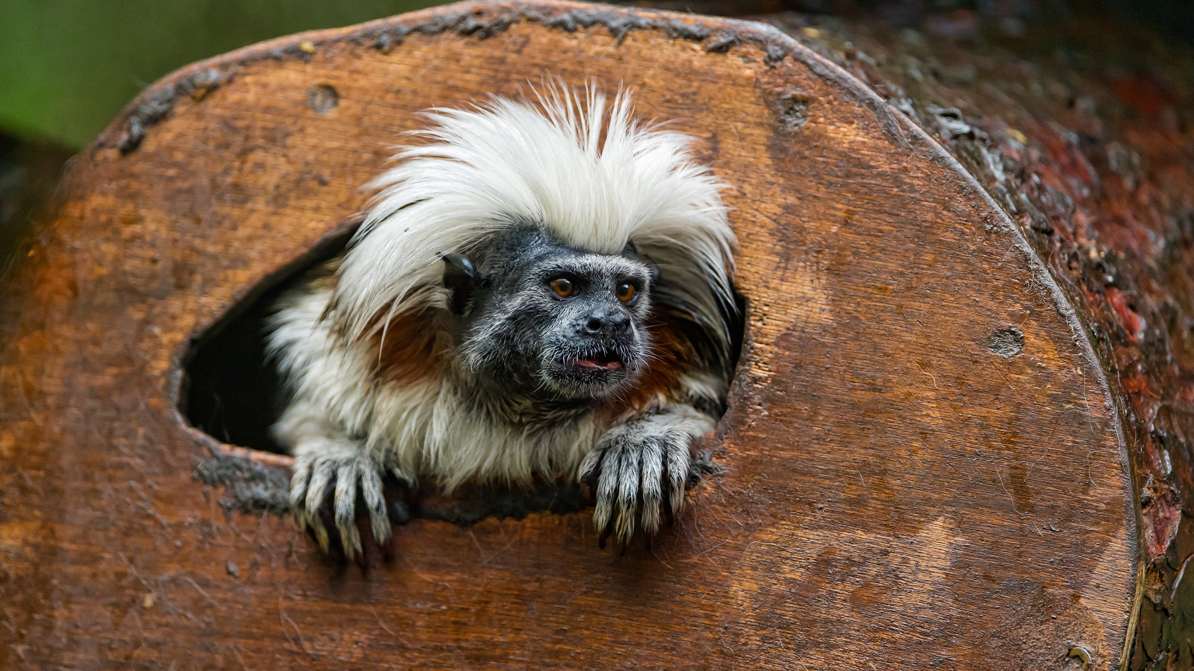 Animal, Cotton-Topped Tamarin, Monkeys, 4K, Tamarin, HD Wallpaper