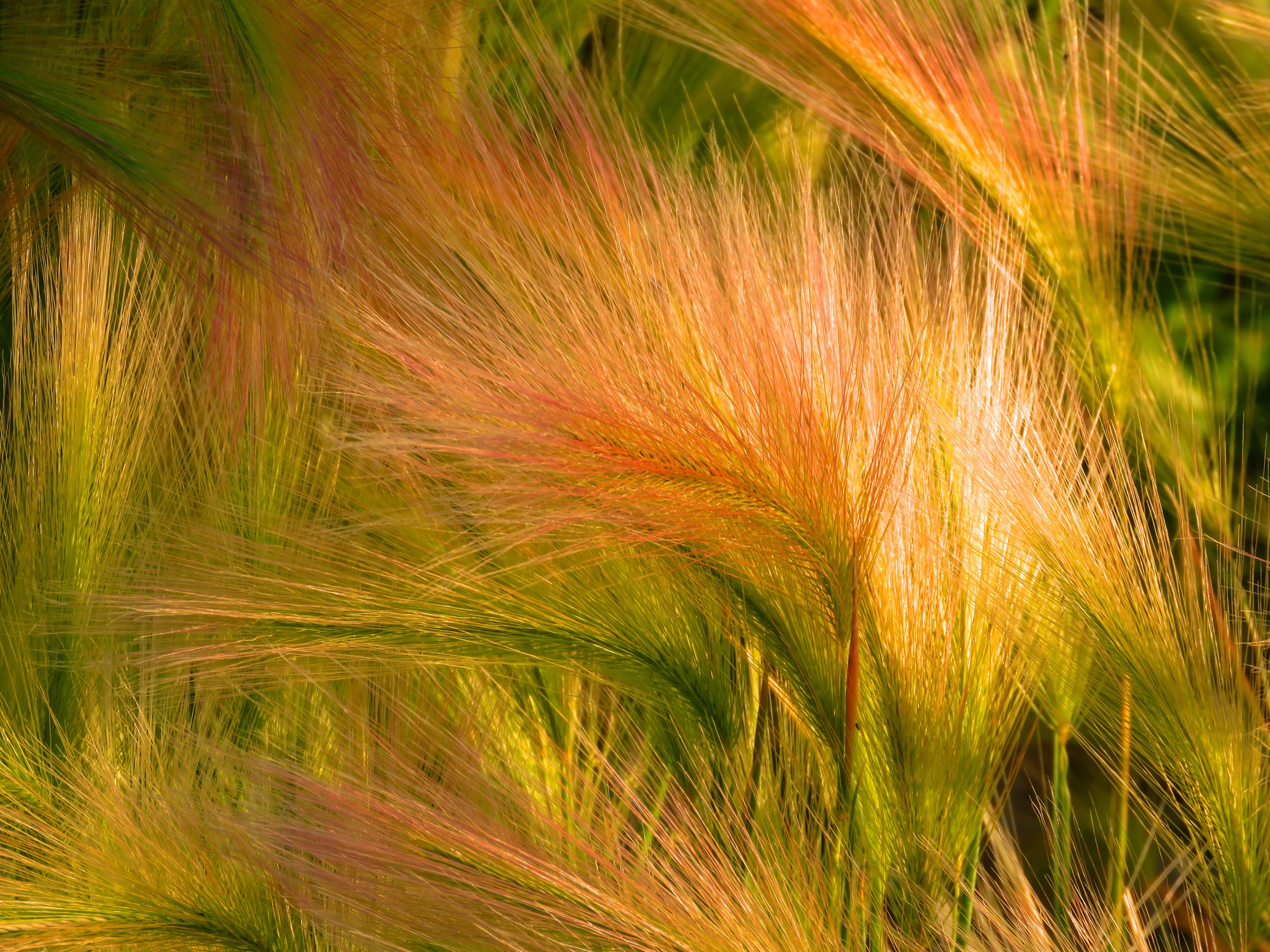 land, crop, close-up, grass, ornamental grass, beauty in nature, freshness, fragility, cereal plant, nature, plant, green color, full frame, growth, foxtail barley, HD Wallpaper