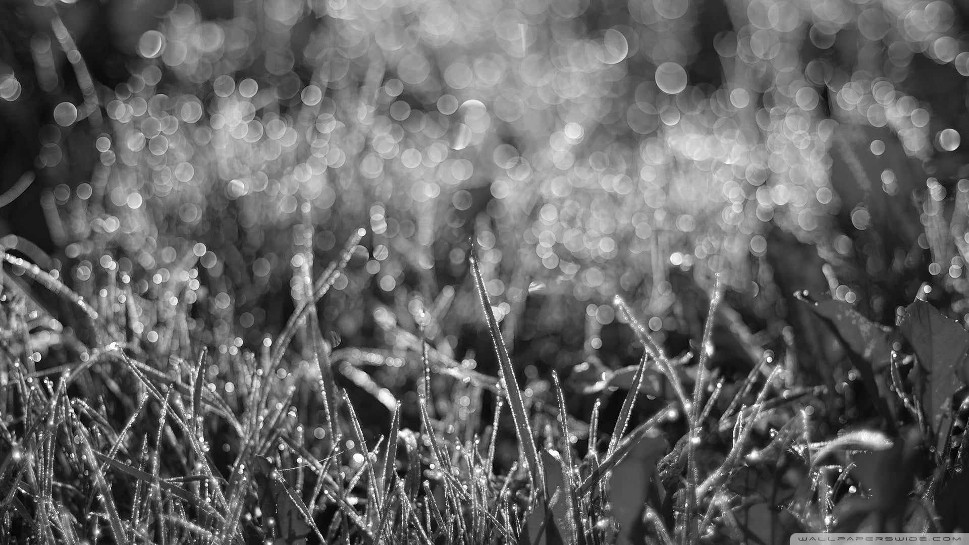 gray, water drops, dew, land, black, growth, no people, beauty in nature, wet, selective focus, metal, freshness, parts, plants, outdoors, rain, focus on foreground, HD Wallpaper