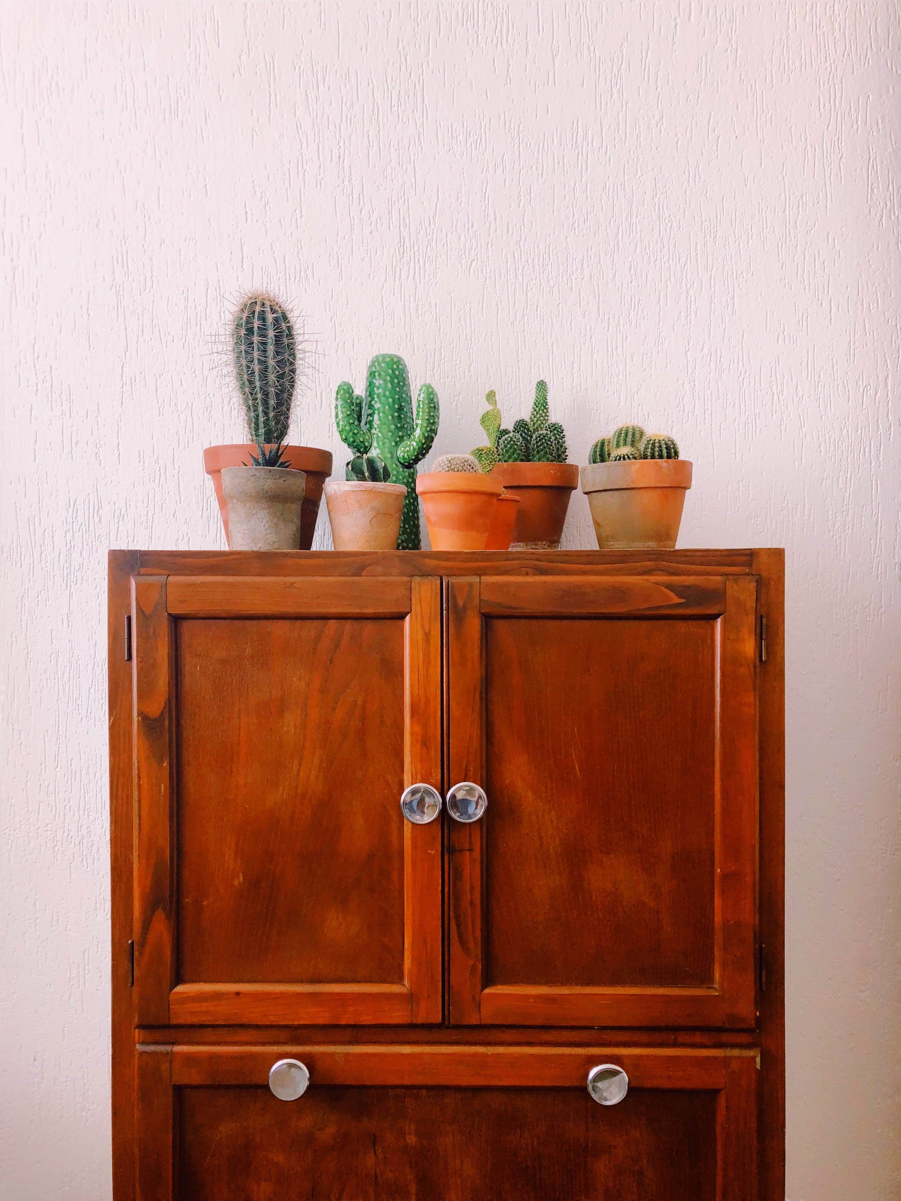 wood - material, green color, glass, closet, indoors, plant, interior plants, succulent plant, cactu, pot, leaf, plant part, milan, houseplant, decoration, Phone HD Wallpaper