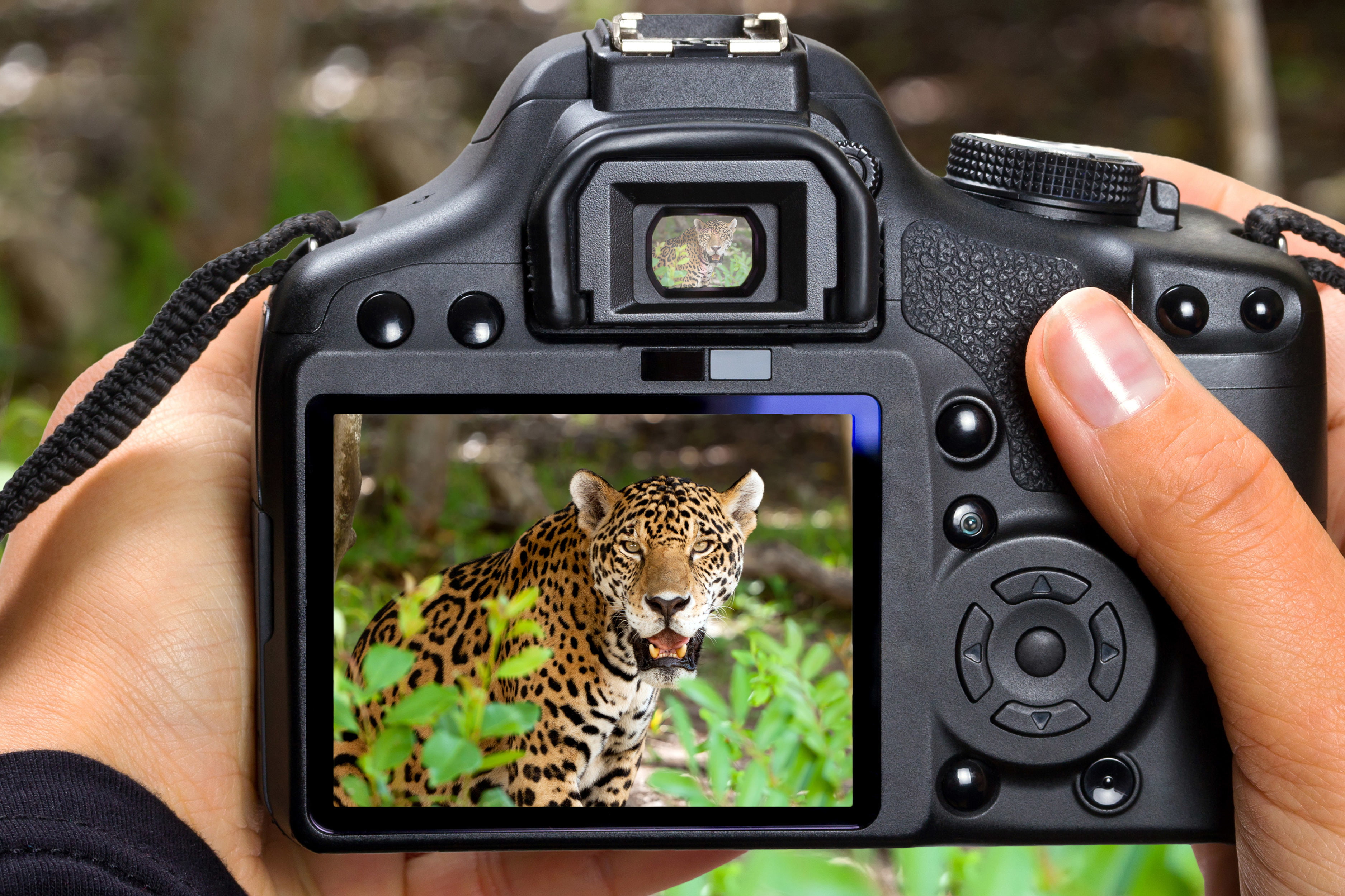 one animal, spotted, hand, focus on foreground, camera, cat, animal wildlife, communication, one person, human hand, photography themes, domestic animals, HD Wallpaper