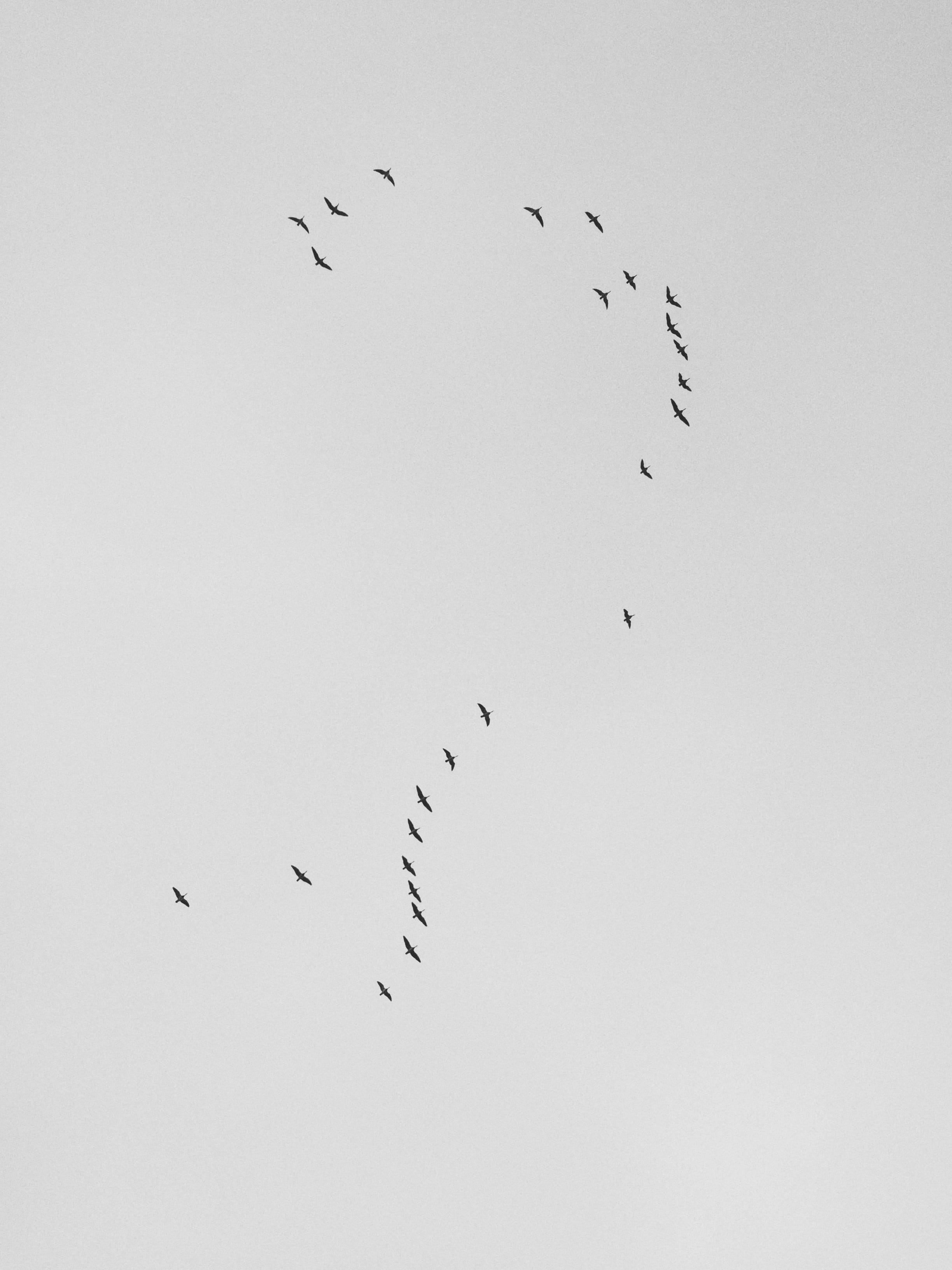 finch, togetherness, vertebrate, birds, tower, silhouette, building, finland, beauty in nature, animal wildlife, minimal, agelaius, low angle view, spire, Phone HD Wallpaper