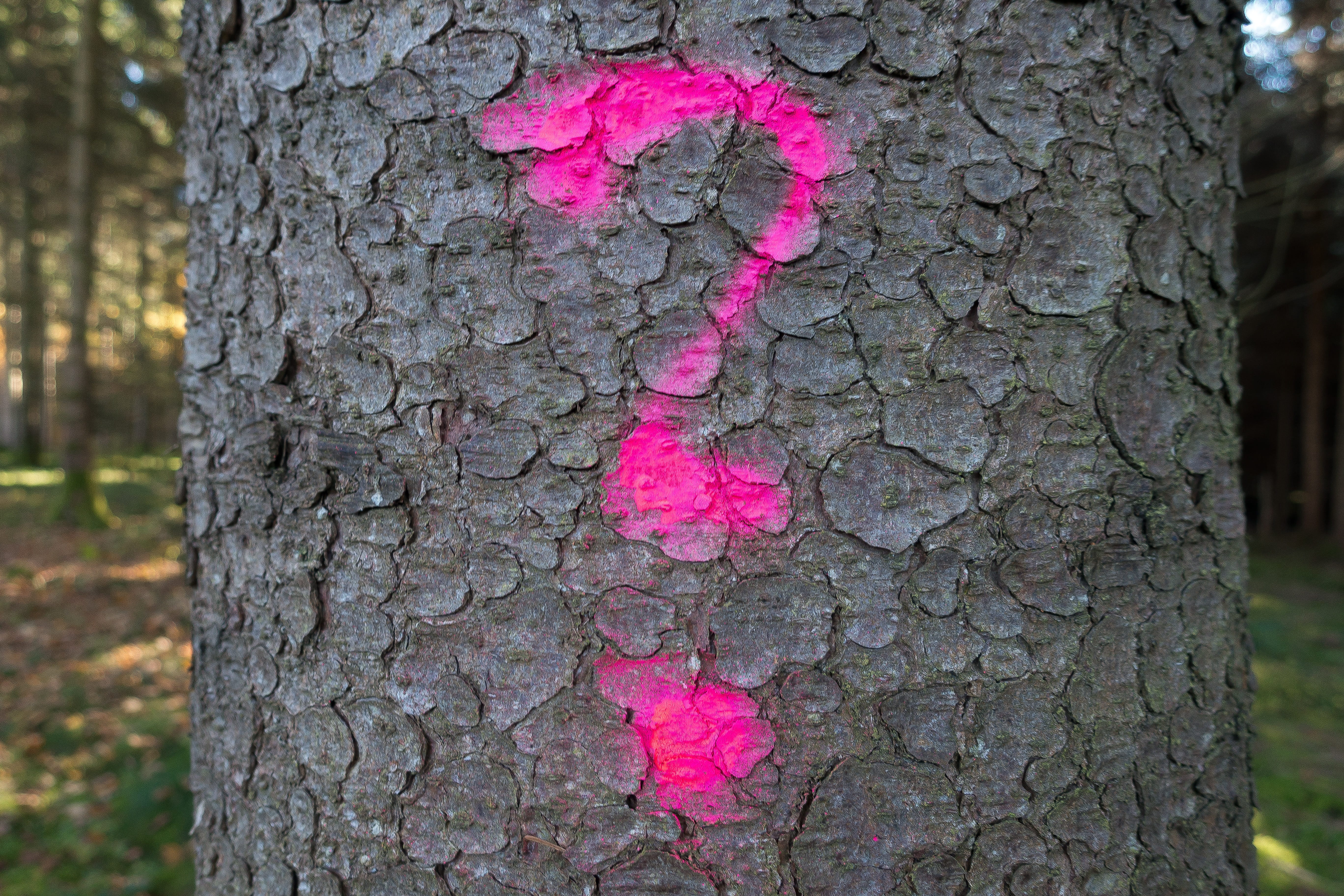 tree, plant bark, log, characters, form, nonverbally, trunk, communication, emitting color, growth, pink color, question mark, love, textured, symbol, brown, HD Wallpaper