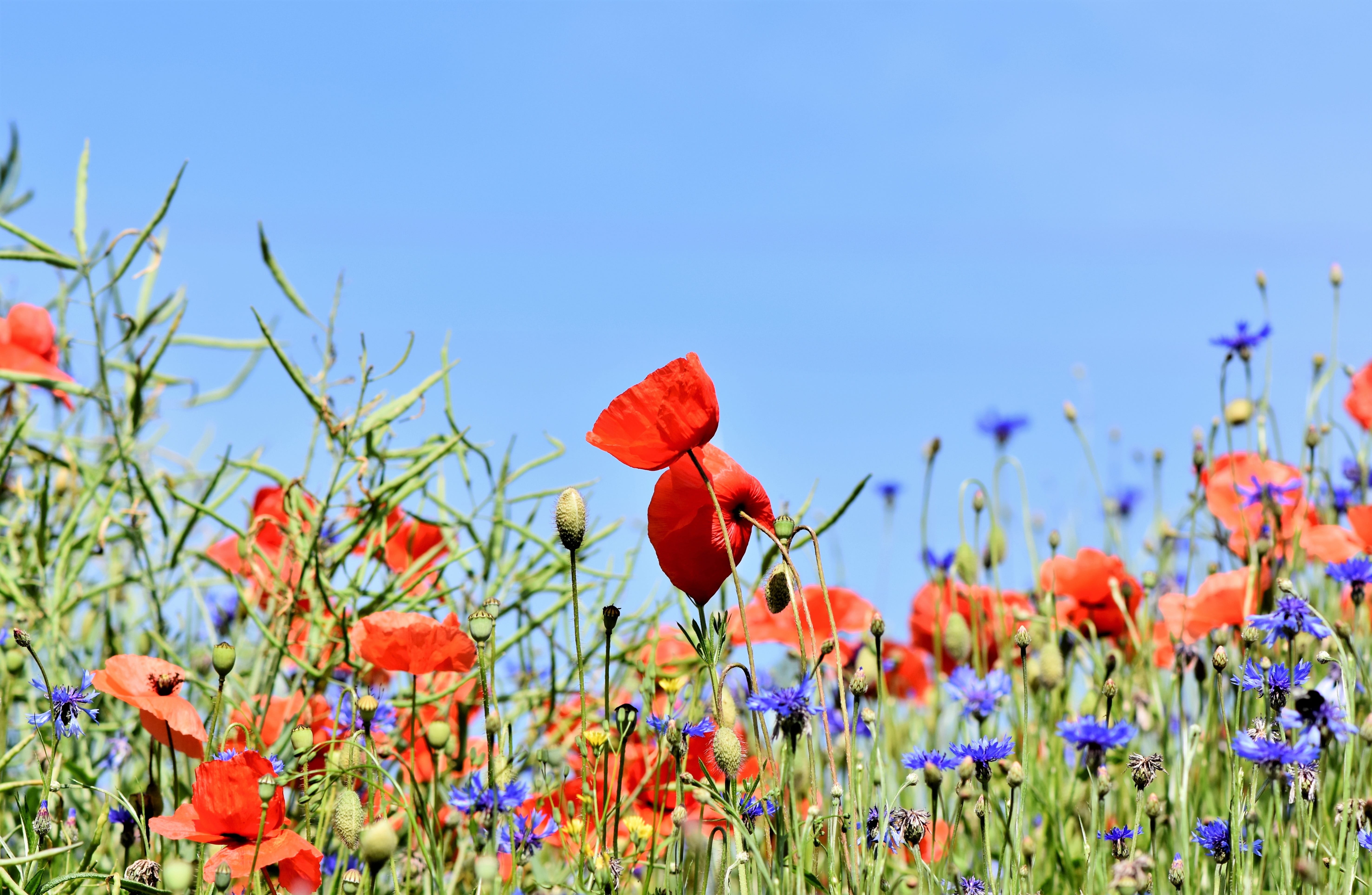 flower meadow, field of flowers, wild flower, nature, freshness, bloom, plant, inflorescence, day, close-up, alpine cornflower, selective, composites, wild plant, HD Wallpaper
