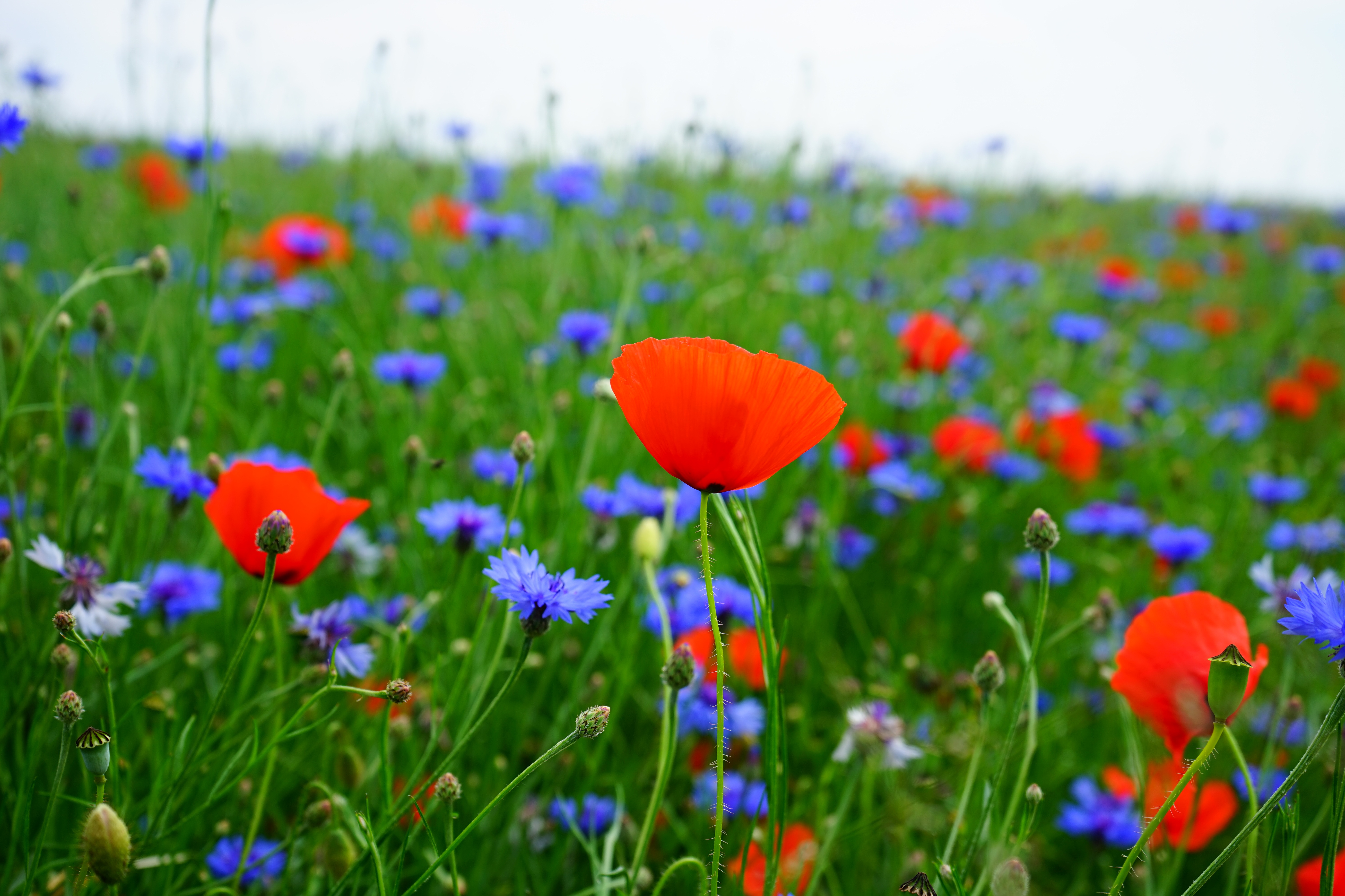 papaver, 5K, springtime, petal, meadow, field, poppy, growth, no people, land, petals, selective, environment, vulnerability, ornamental garden, outdoors, HD Wallpaper
