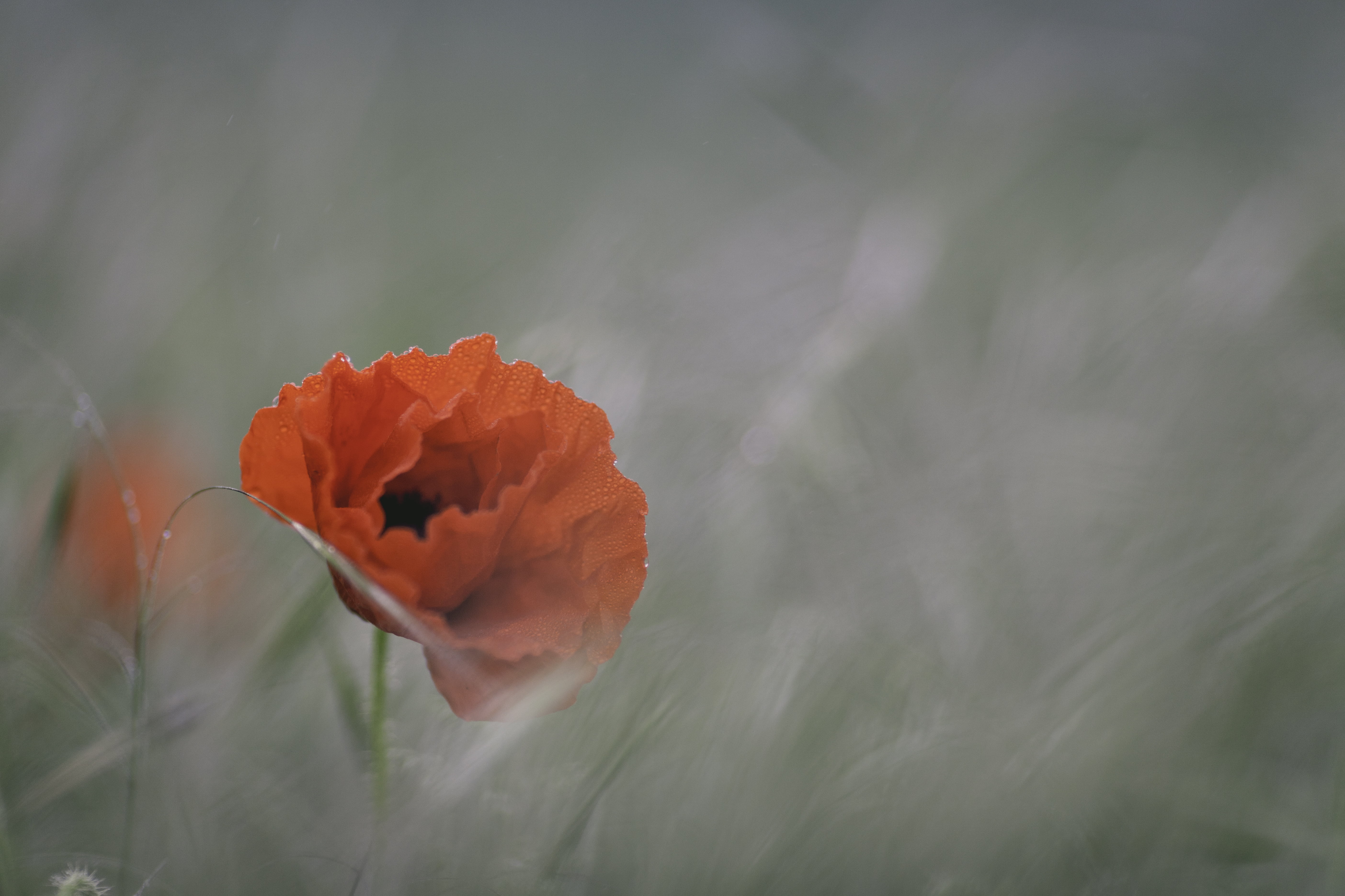 fragility, petals, field, close-up, flowers, growth, beauty in nature, red, inflorescence, outdoors, vulnerability, selective, flower, plant, no people, HD Wallpaper