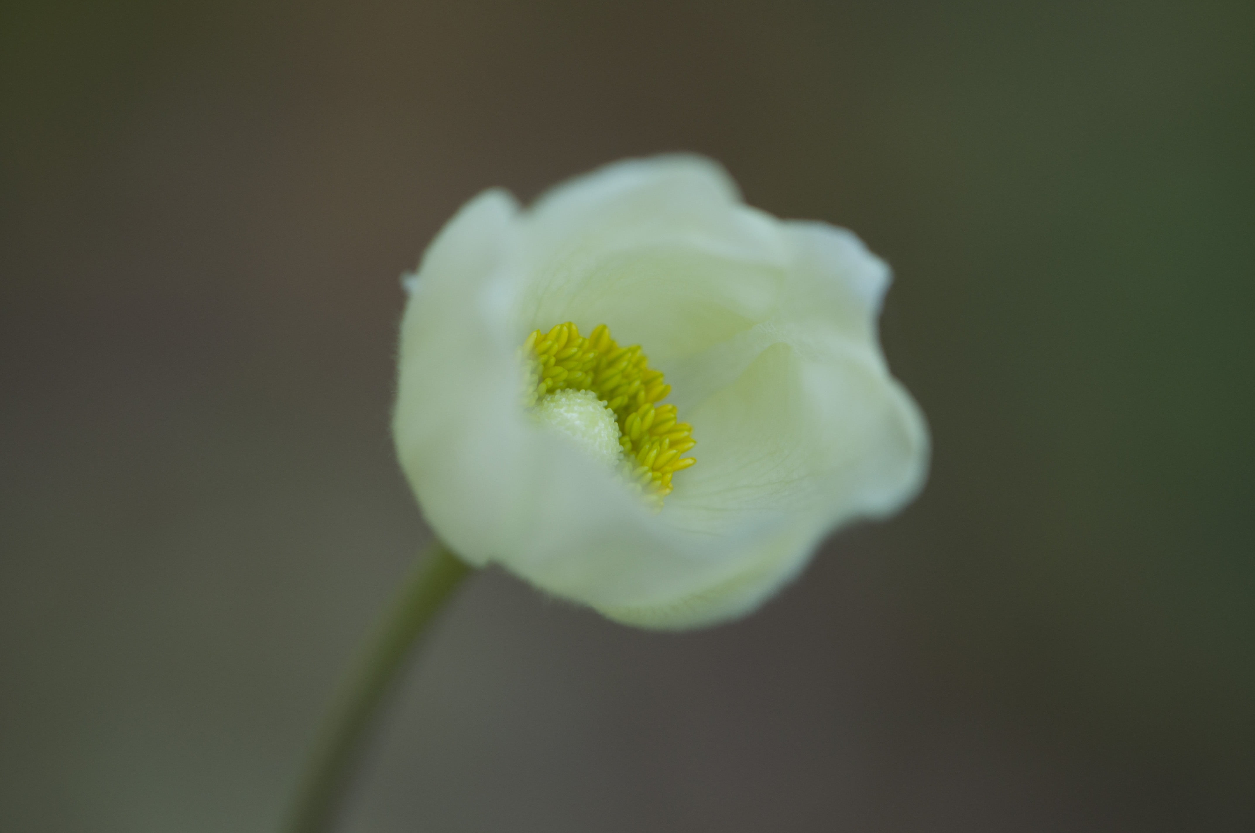 outdoors, yellow, 4K, petal, natural, elegant, romantic, perennial, vitality, bloom, delicate, love, vibrant, springtime, black background, floral, green color, HD Wallpaper