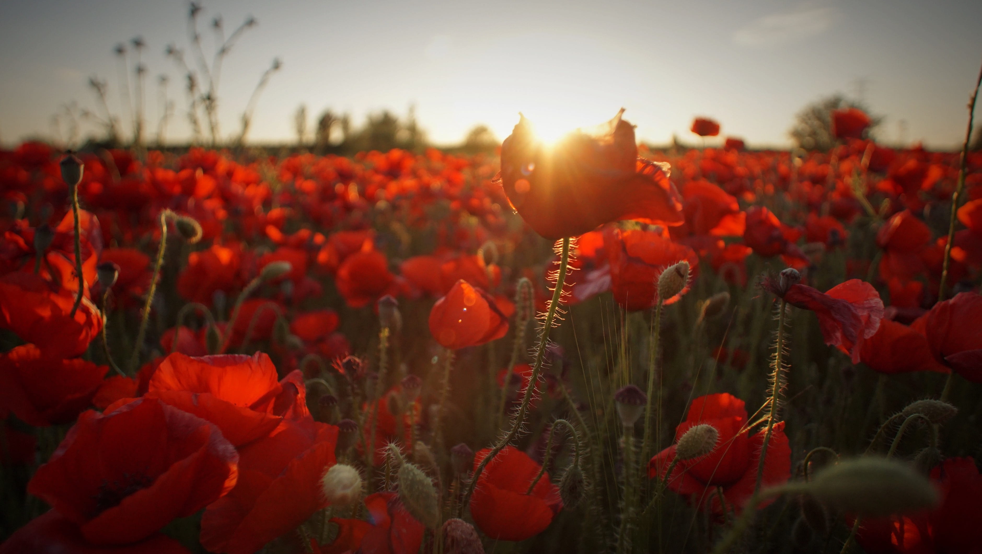 flowering plant, fields, wildflower, daytime, 2K, beauty in nature, landscape, outdoors, botany, nature, flora, sunrise, sky, rural, poppy, springtime, HD Wallpaper