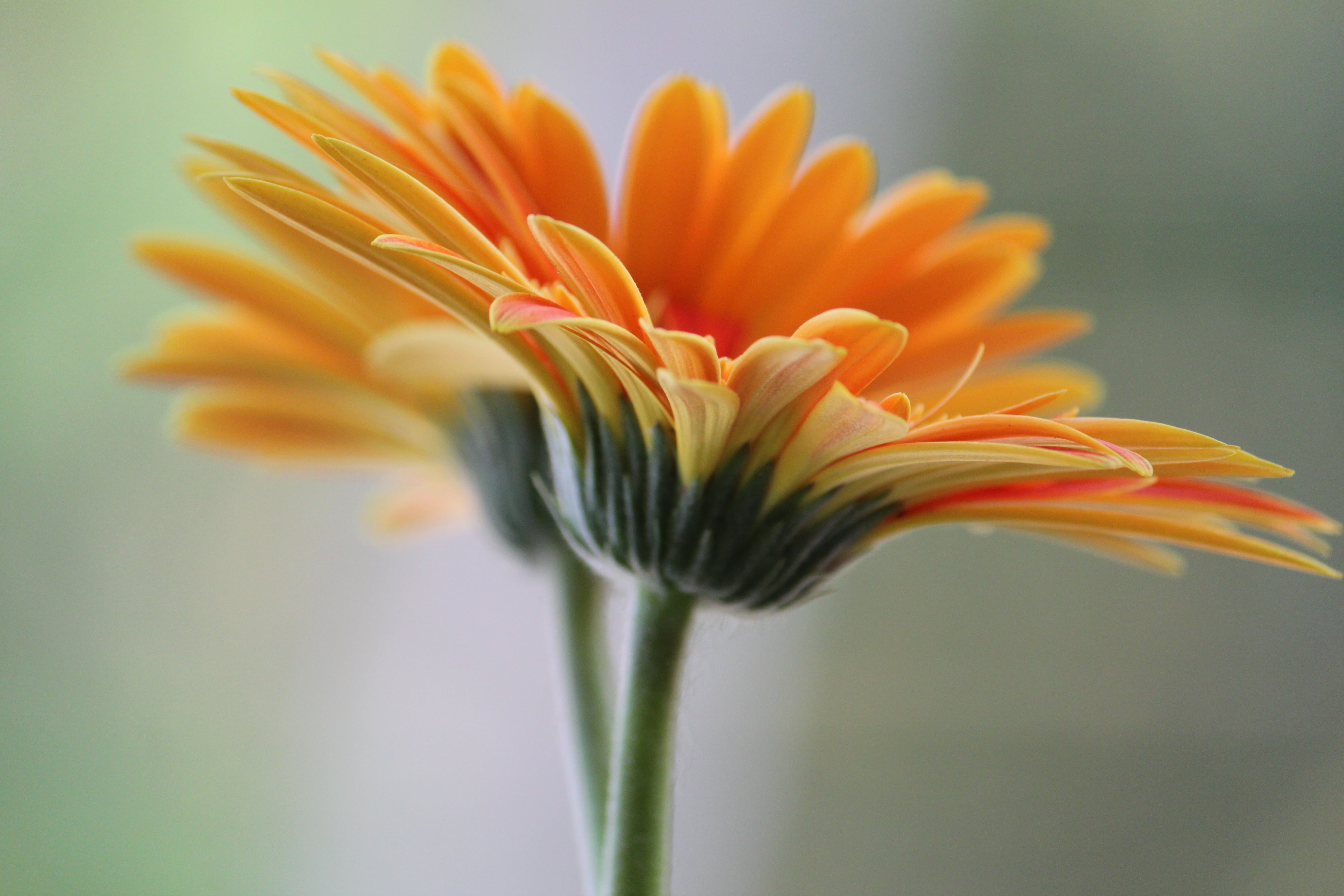 photography, aquatic, inflorescence, stem, beauty In Nature, yellow, growth, close-up, pollen, smell, daisy, selective focus, pure, bud, floral, peace, HD Wallpaper