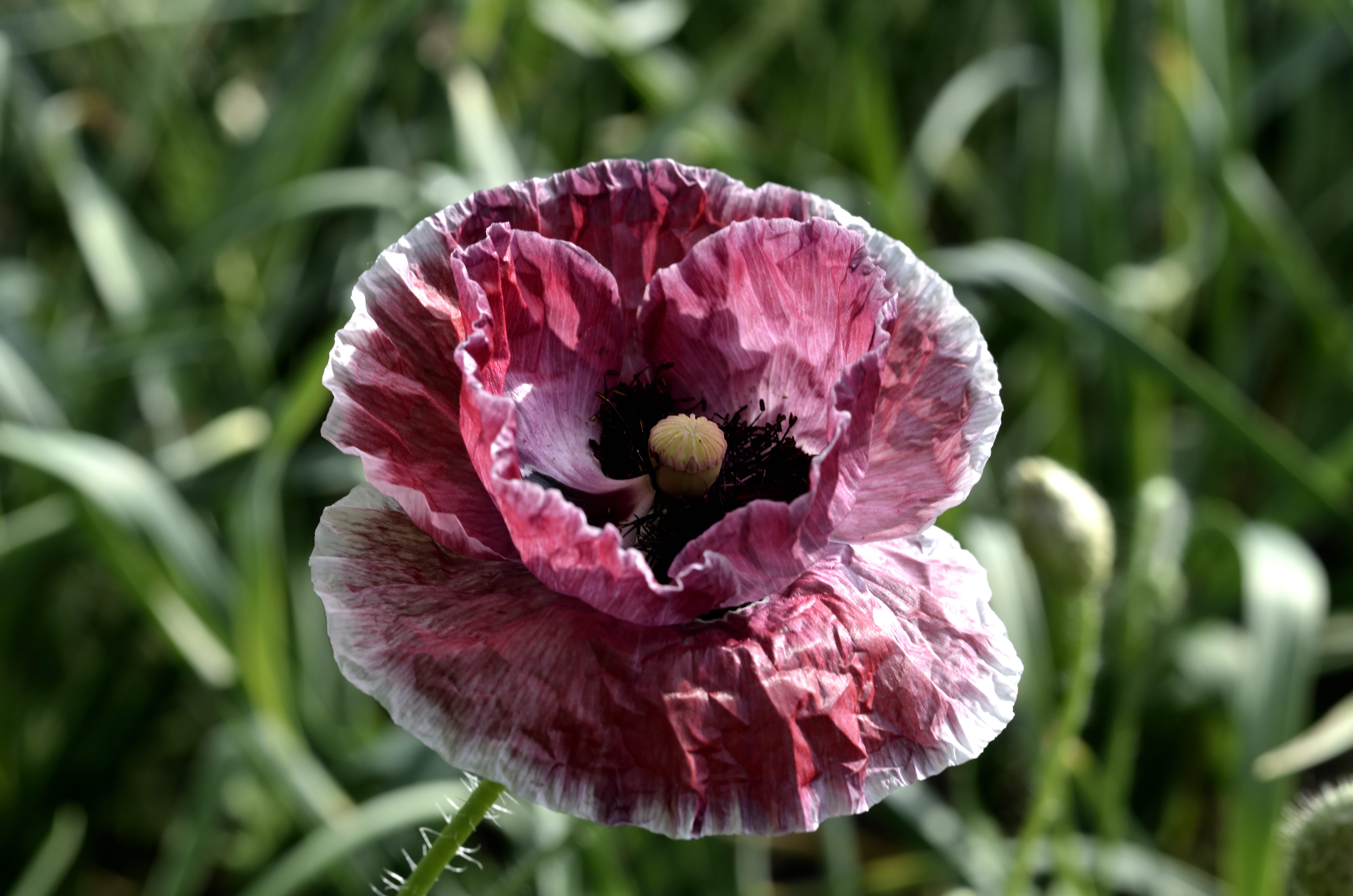 inflorescence, blossom, poppy, field, flora, outdoors, summer, pollen, garden, growth, beauty in nature, freshness, close-up, plant, focus on foreground, HD Wallpaper