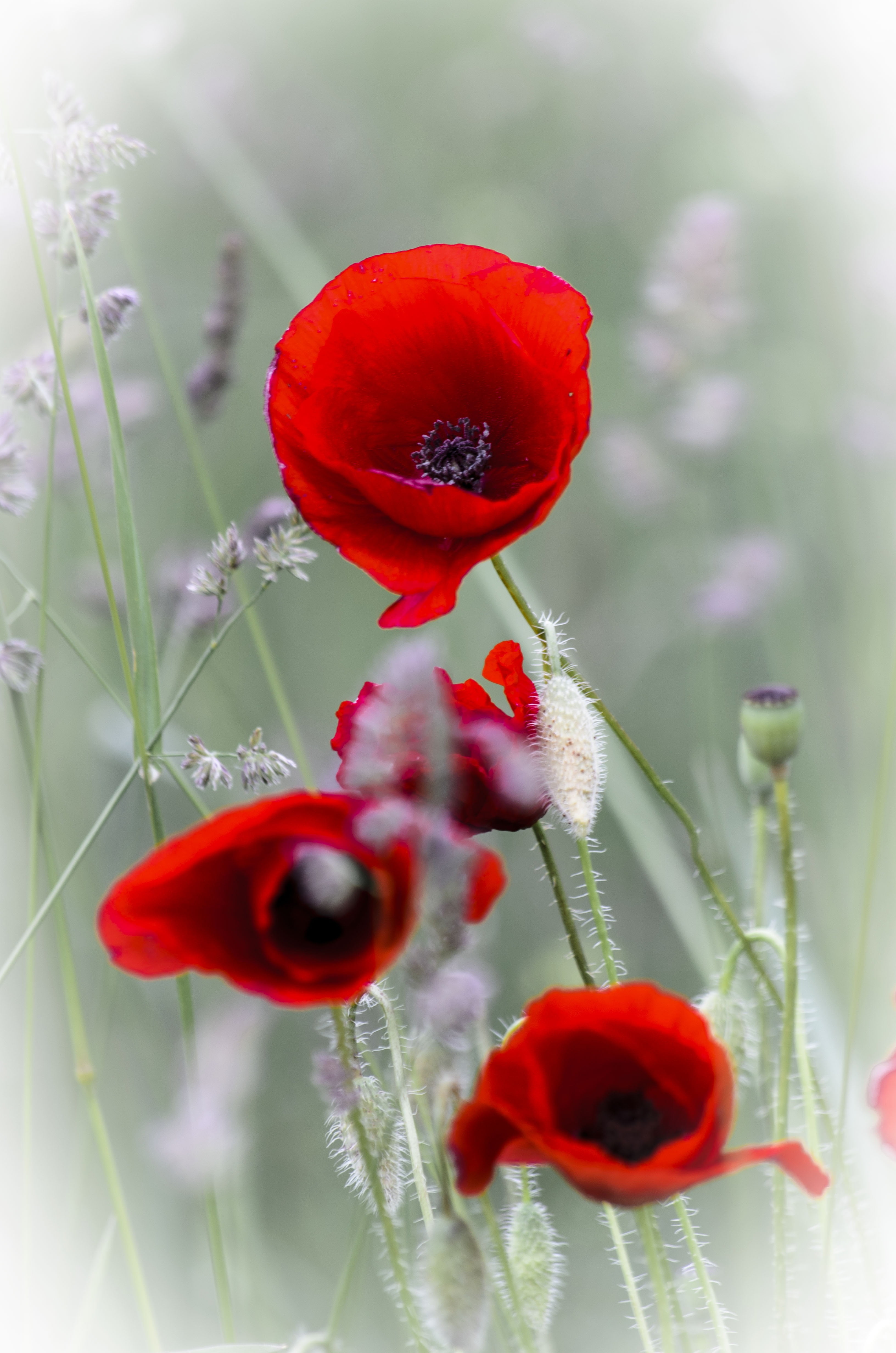 photography, freshness, selective, flower arrangement, close-up, selective focus, wildflower, summer plants, red, vulnerability, 4K, inflorescence, wild, Phone HD Wallpaper