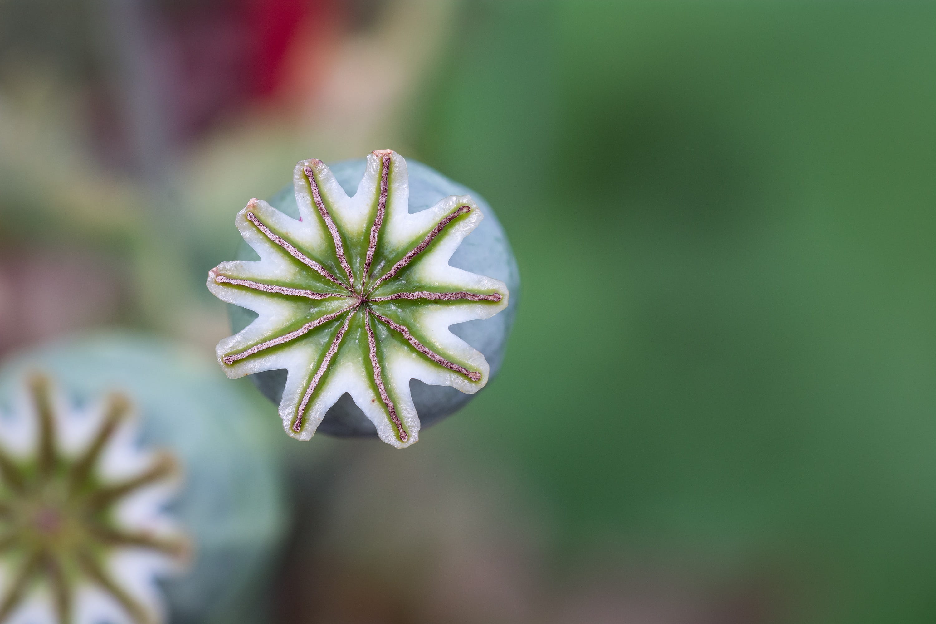 leaf, poppy, 2K, freshness, tranquility, vulnerability, blur, royalty  images, plant, focus on foreground, poppy seeds, fragility, capsule, close, botany, HD Wallpaper