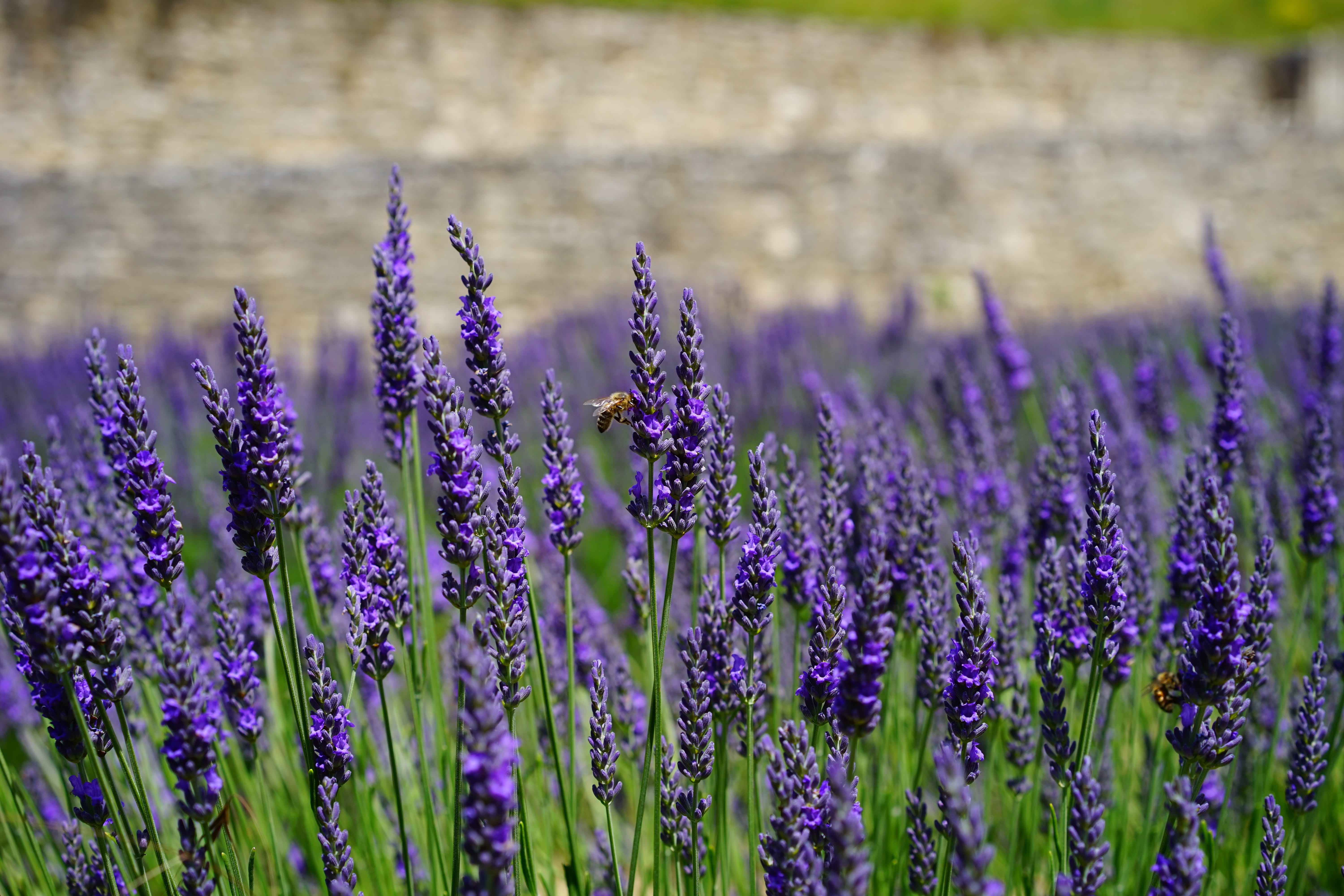 fragrant, lavandula officinalis, focus, fragility, Blue, beauty in nature, Lavender, violet, aromatic, selective focus, garden, lavandula vera, Flowers, HD Wallpaper