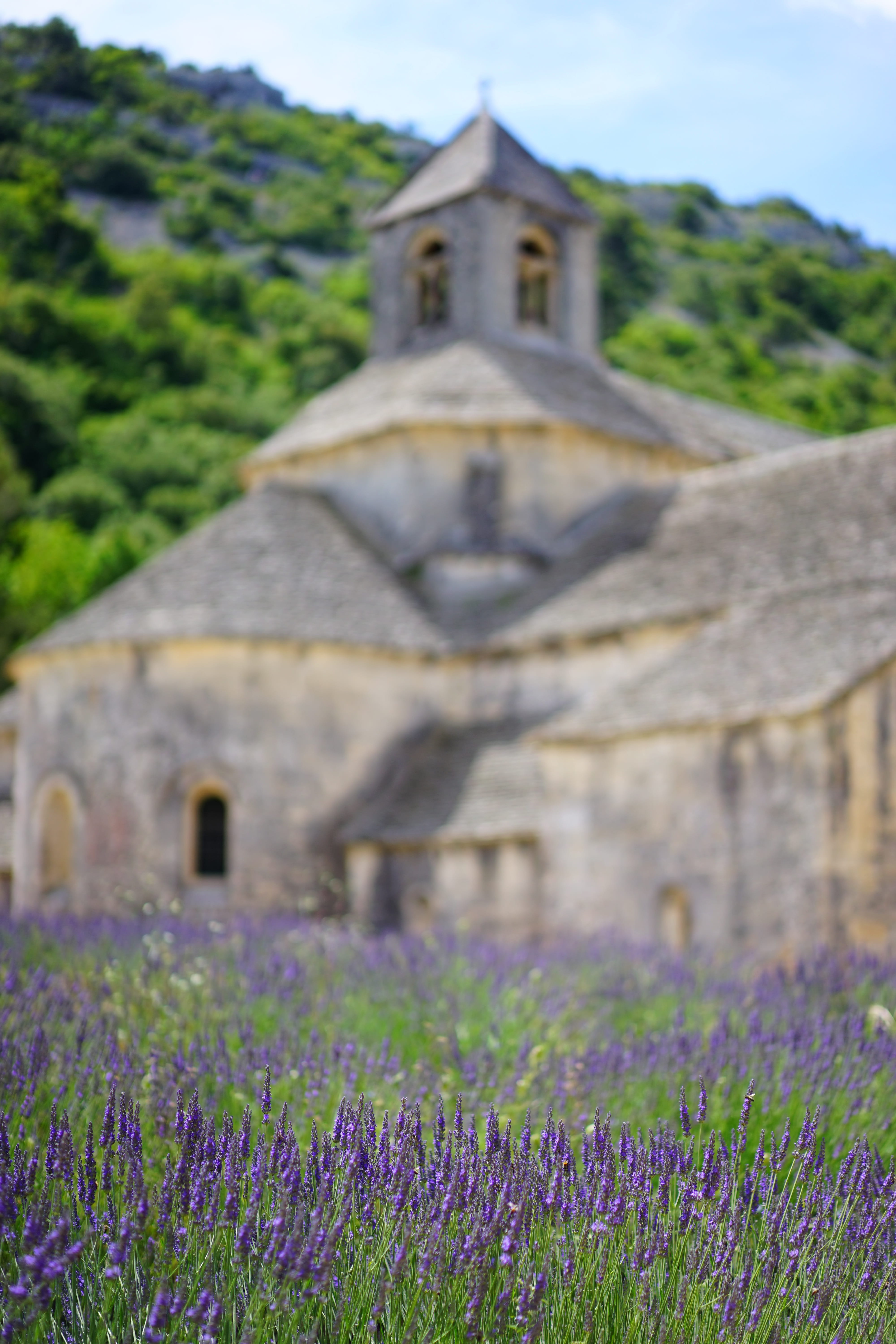 place of worship, lavandula officinalis, meadow, bistum avignon, plant, architecture, flowers, sénanque abbey, beauty in nature, lavender field, lavandula angustifolia, Phone HD Wallpaper