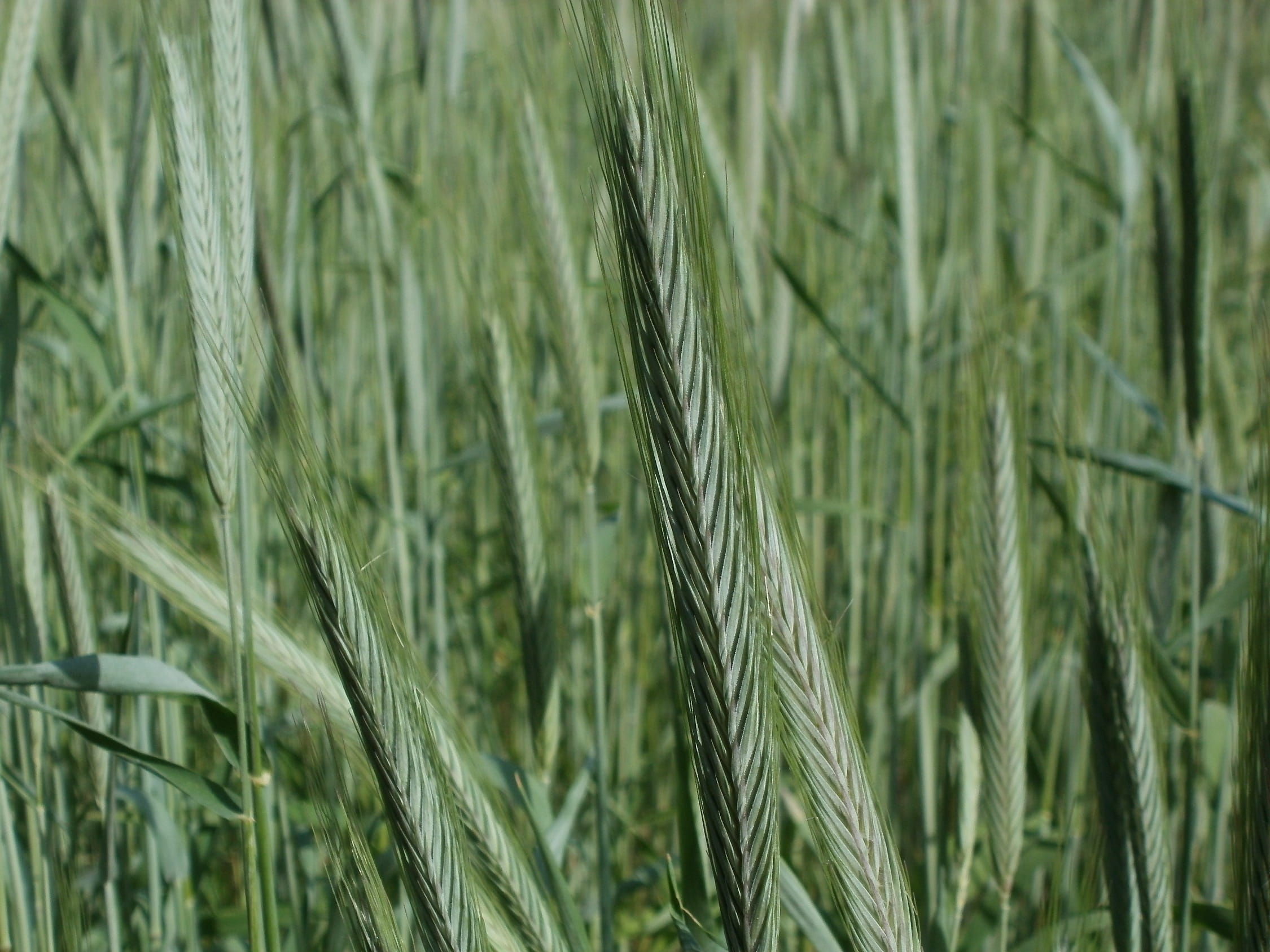 Cereal, no people, plant, cereal Plant, rye - grain, stem, fresh, 1080P, summer, crop, Grain, cereal, natural, harvest, head, food, Agriculture, green color, HD Wallpaper