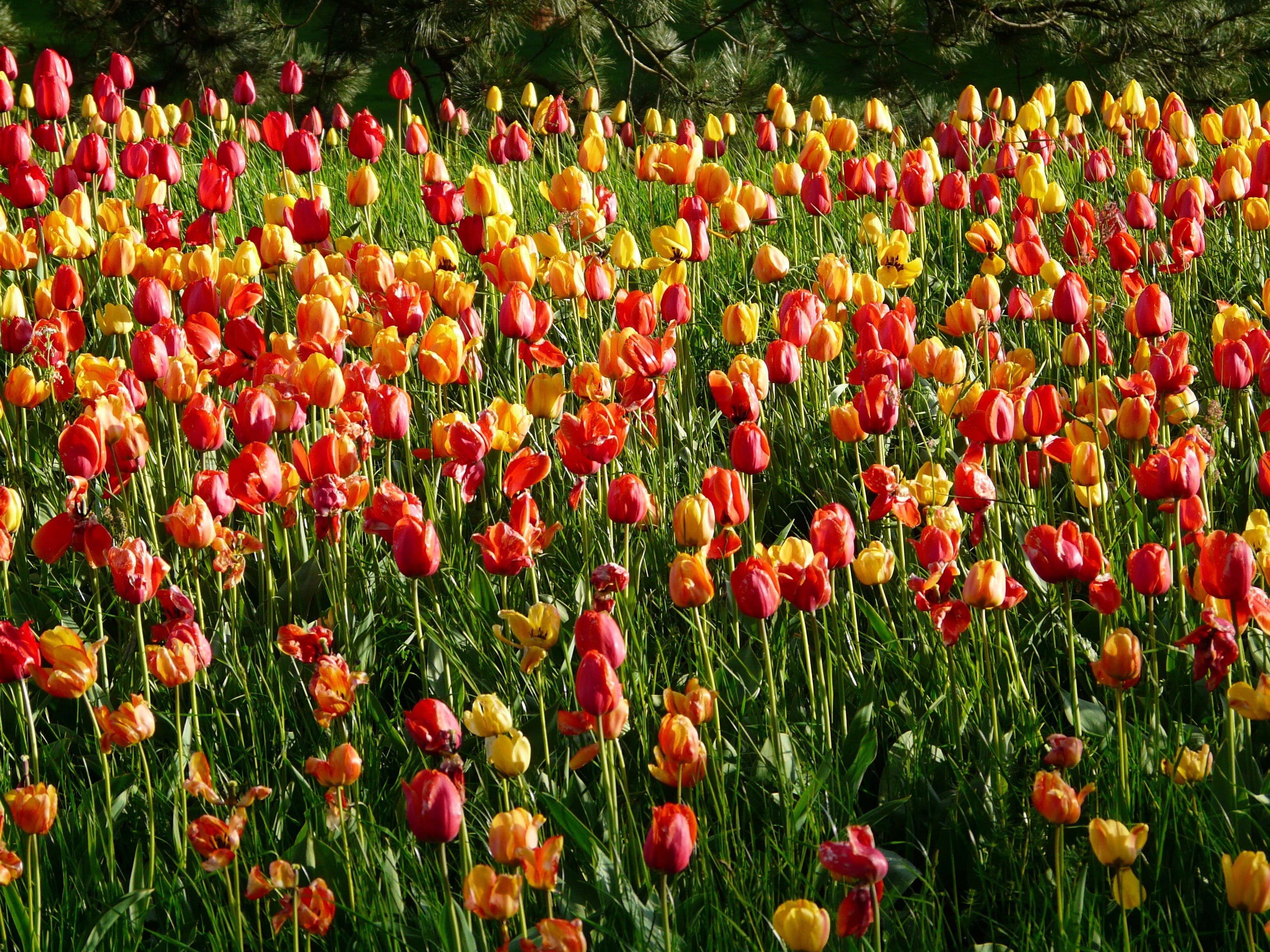beauty In Nature, day, Tulip, agricultural scene, growth, flowerbed, bloom, multi Colored, plant, inflorescence, background, green Color, idyllic, meadow, HD Wallpaper