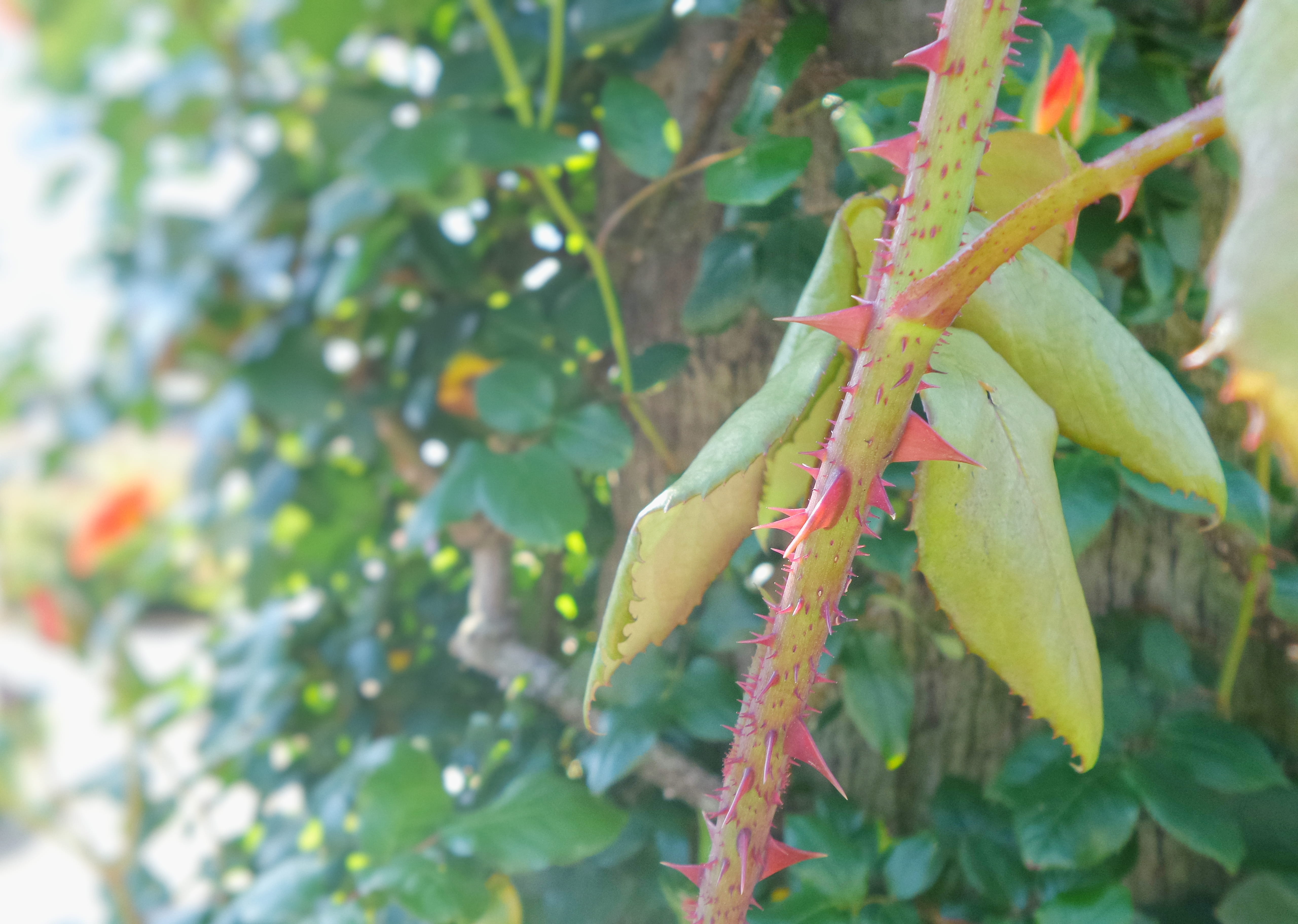 plant part, pain, green color, plant, food and drink, toxic, no people, outdoors, day, fruit, focus on foreground, food, épines, 東京, freshness, thorns, HD Wallpaper