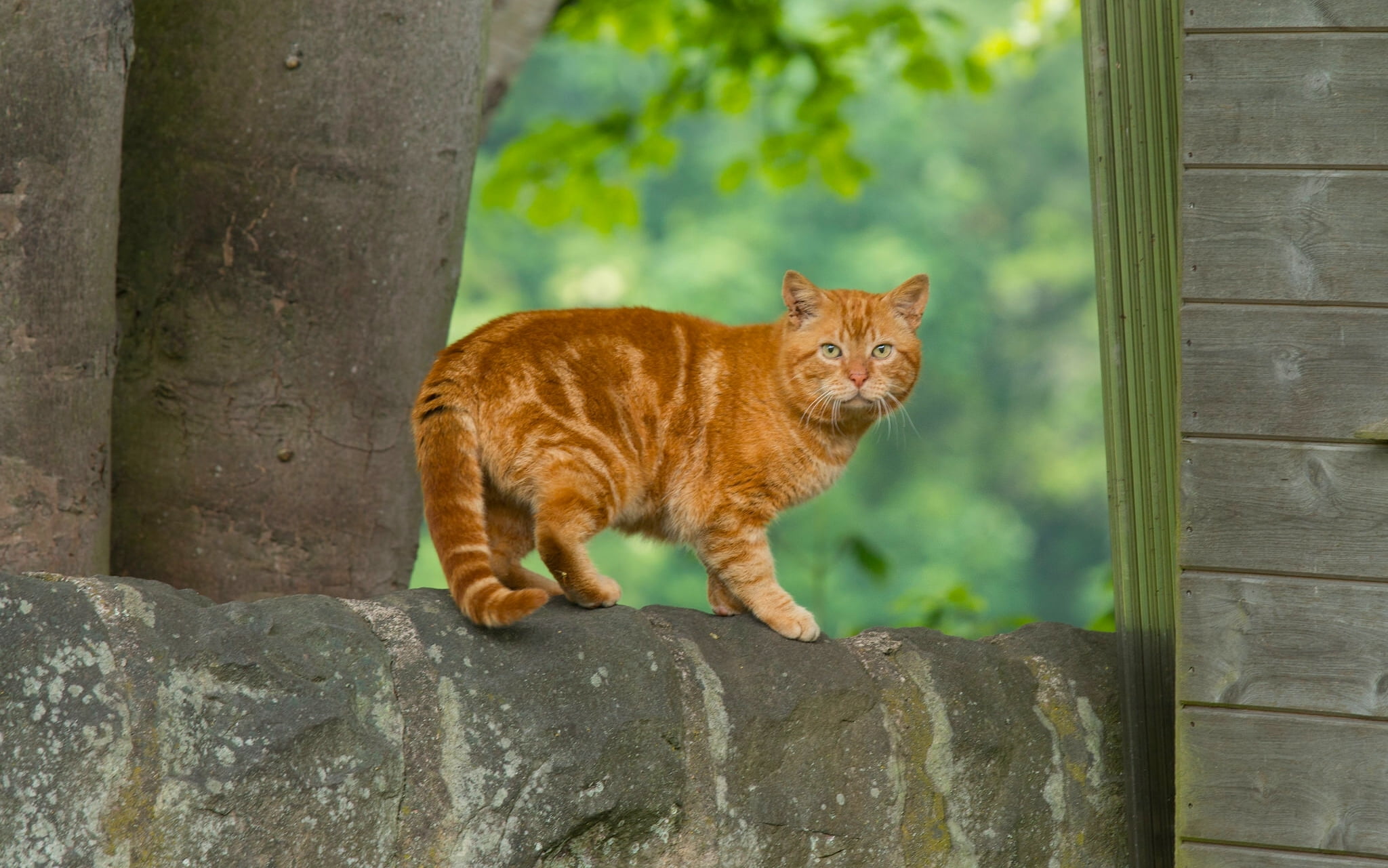 undomesticated Cat, domestic, mammal, cat, orange, looking, domestic Animals, one animal, redhead, feline, striped, vertebrate, orange Color, looking at camera, HD Wallpaper