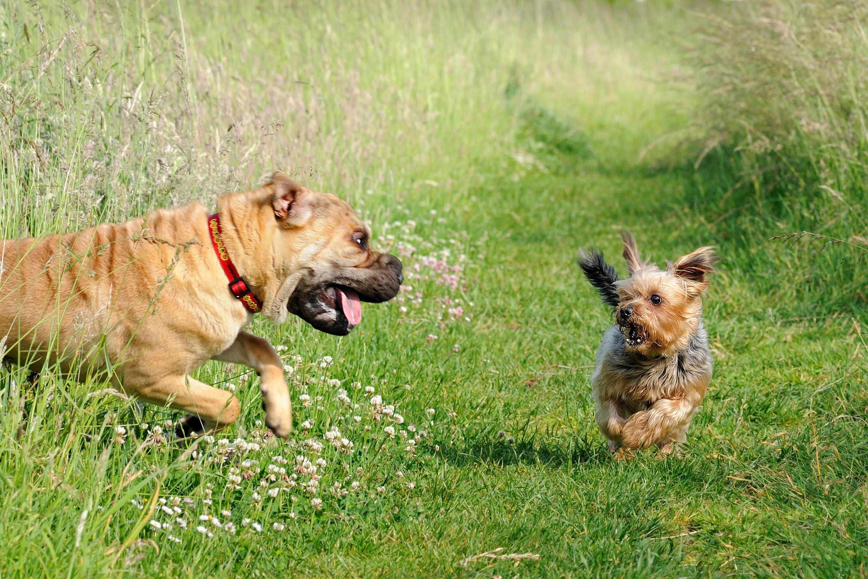 land, plant, pets, fright, domestic, vertebrate, terrier, brown, purebred dog, canine, grass, yorkshire, sharpei, day, one animal, no people, run, joke, HD Wallpaper