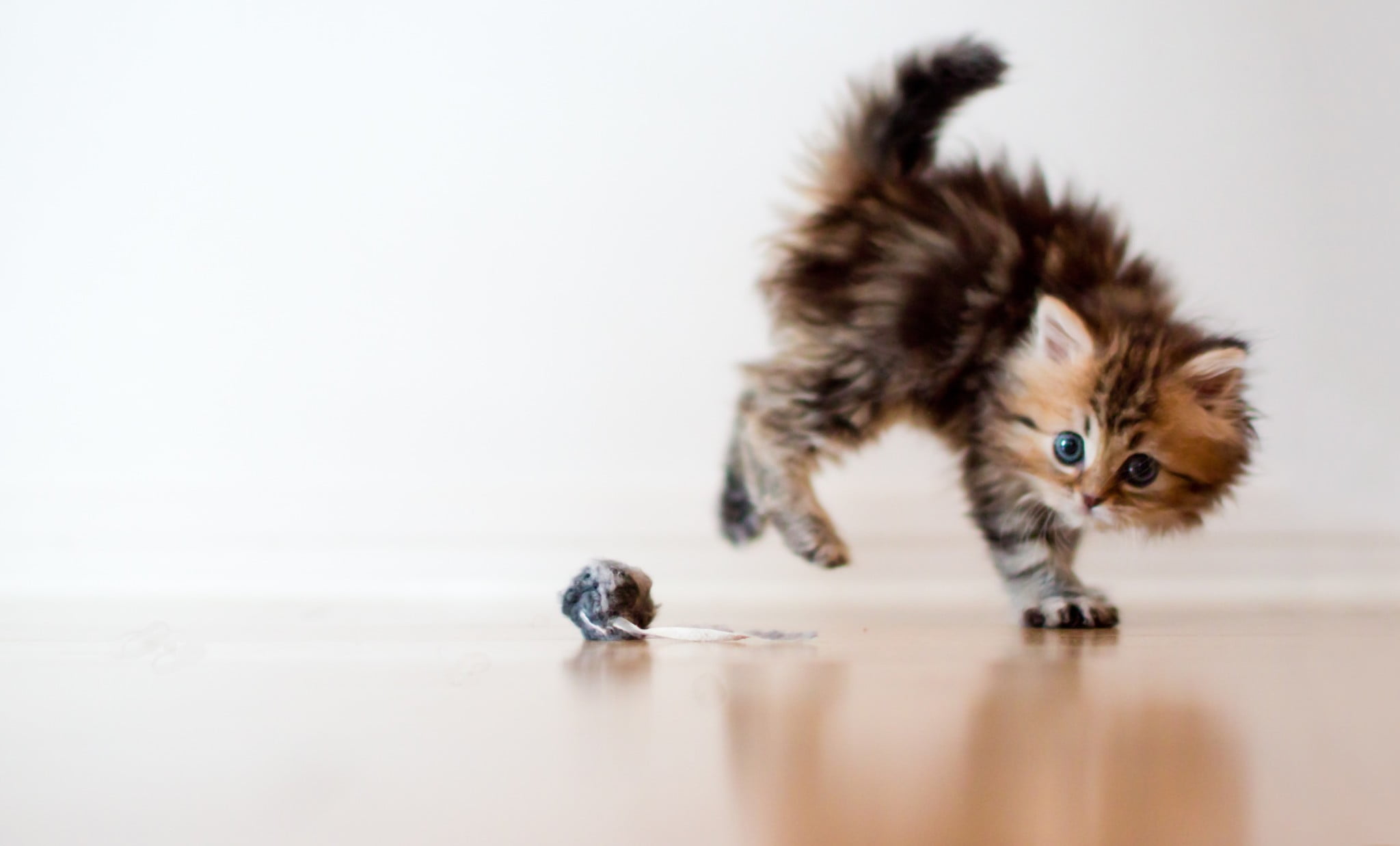 looking, whisker, striped, animal Hair, fur, persian Cat, playful, feline, brown, fun, copy space, indoors, sitting, humor, white, ball, domestic Animals, HD Wallpaper